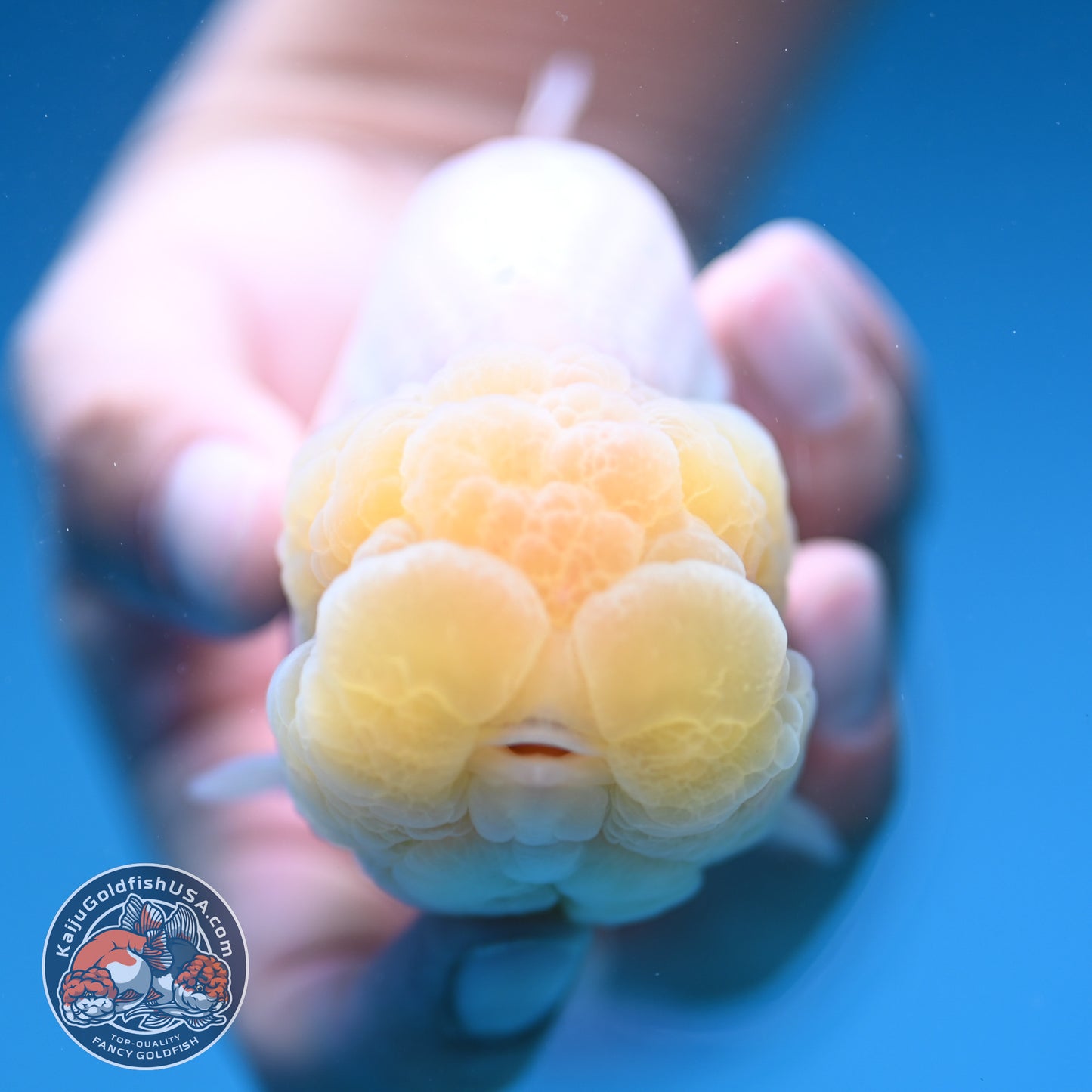 Snow White Ranchu 4 inch Body (250912_RC03)