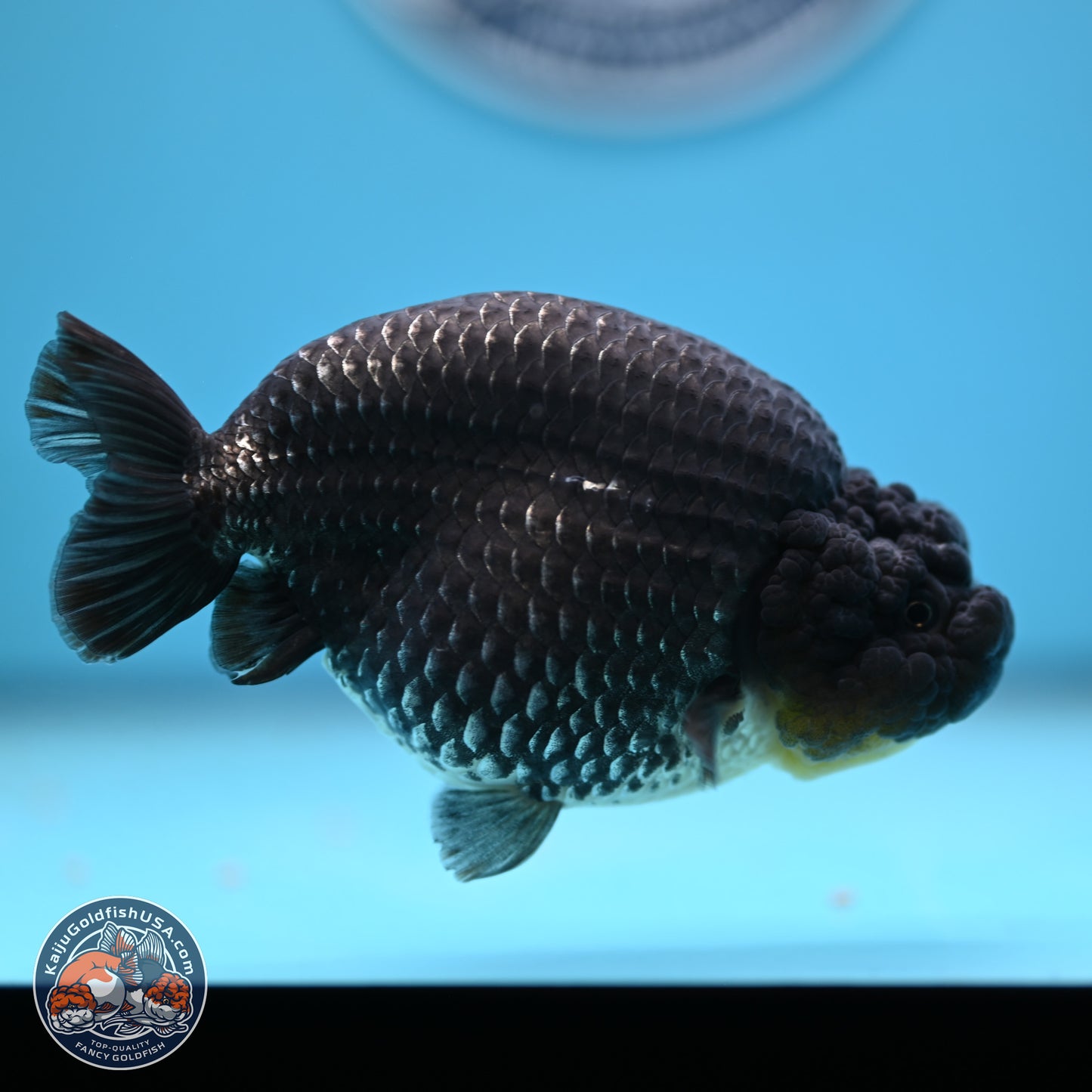 Platinum Ranchu 5 inches (241018_RC03) - Kaiju Goldfish USA