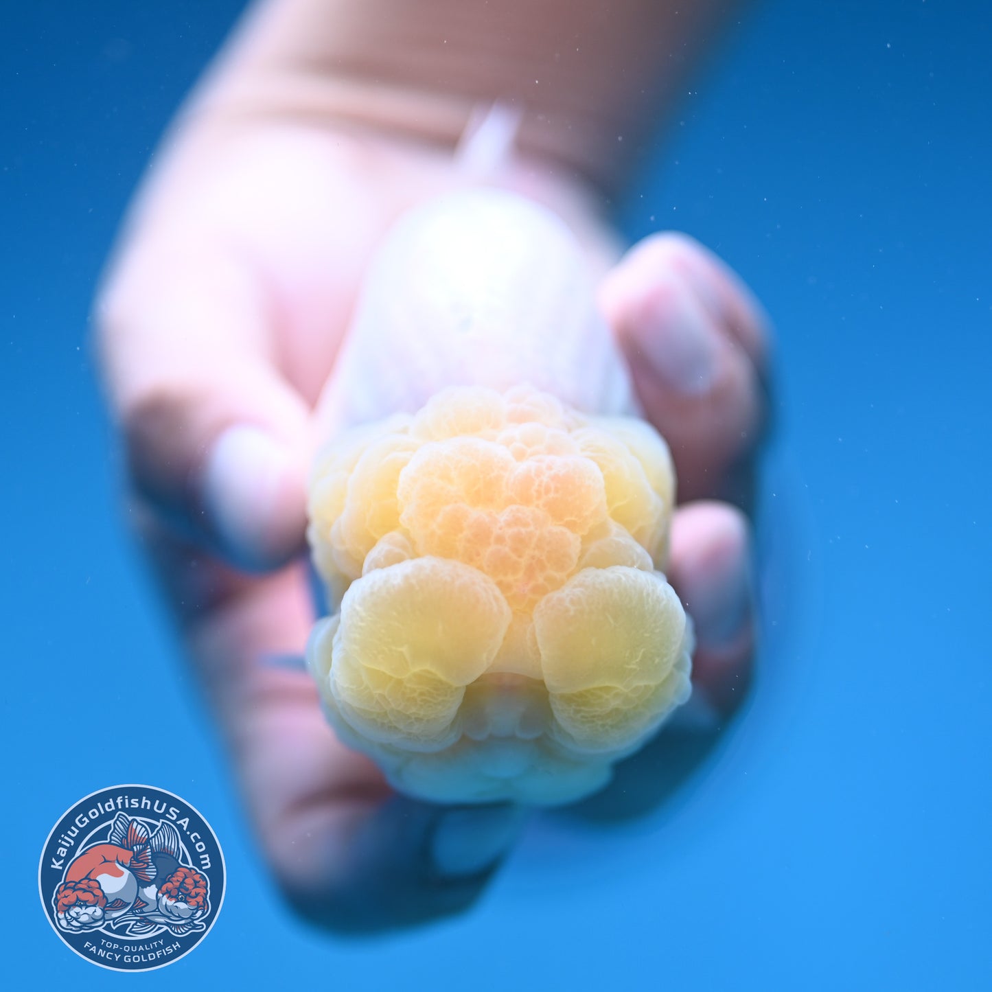Snow White Ranchu 4 inch Body (250912_RC03)