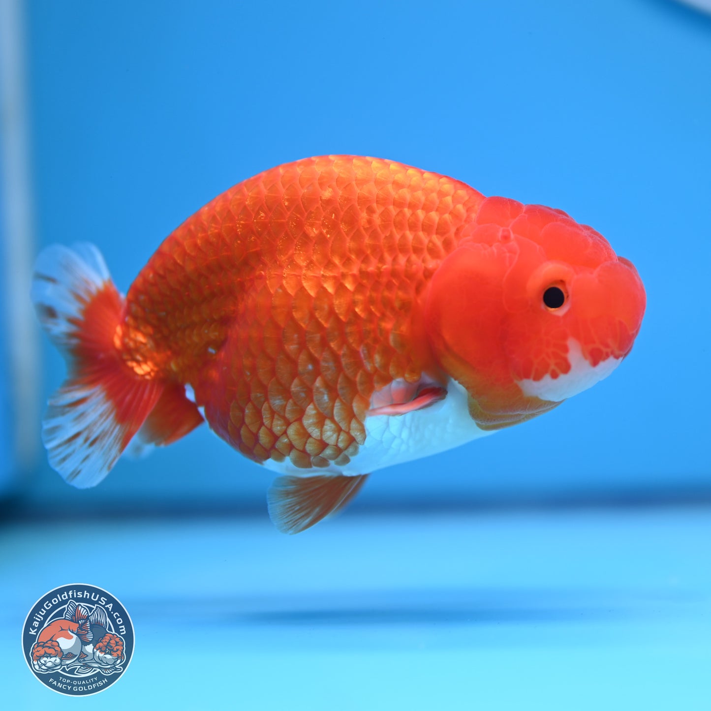 Red White Buffalo Ranchu 5 inches (241011_RC03) - Kaiju Goldfish USA