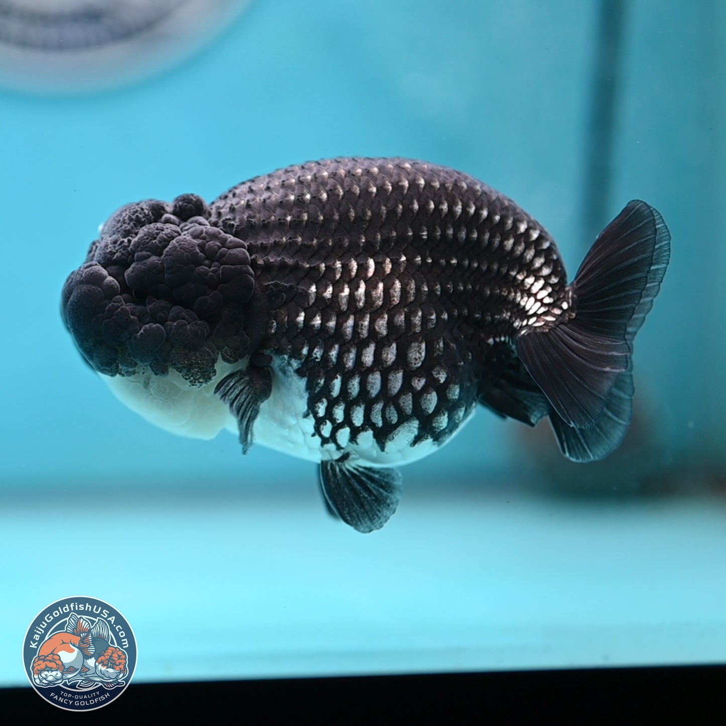 Black Platinum Ranchu 4.5 inches Body - Female (250221_RC03)