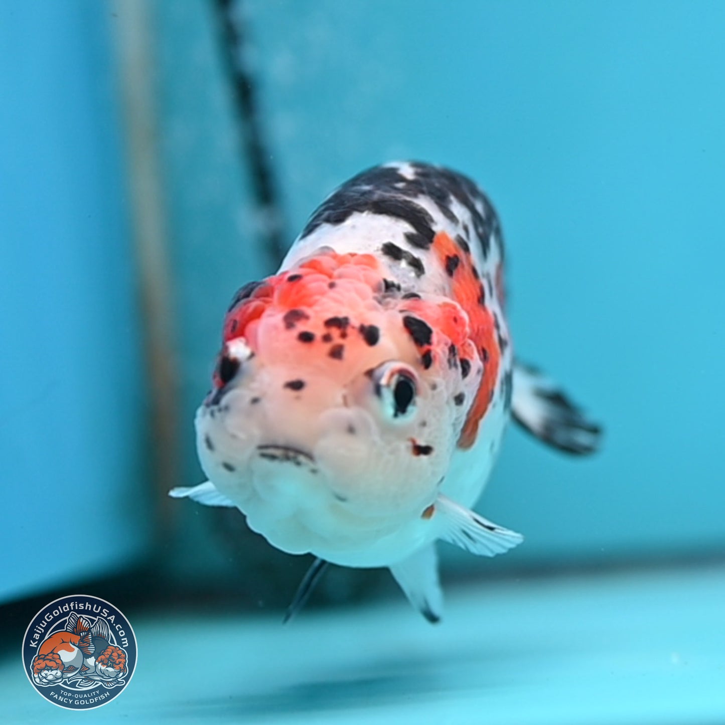 Calico Ranchu 3.75 inches Body - Female (250328_RC03)