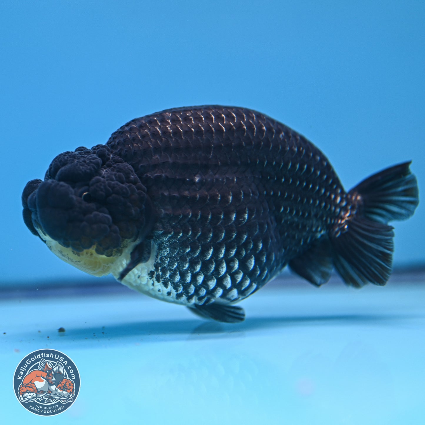 Platinum Ranchu 5 inches (241018_RC03) - Kaiju Goldfish USA