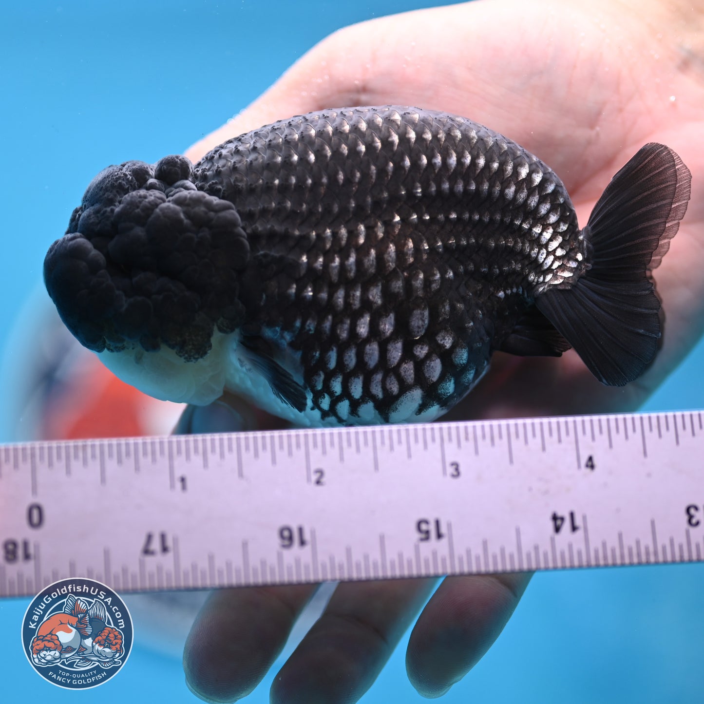 Black Platinum Ranchu 4.5 inches Body - Female (250221_RC03)