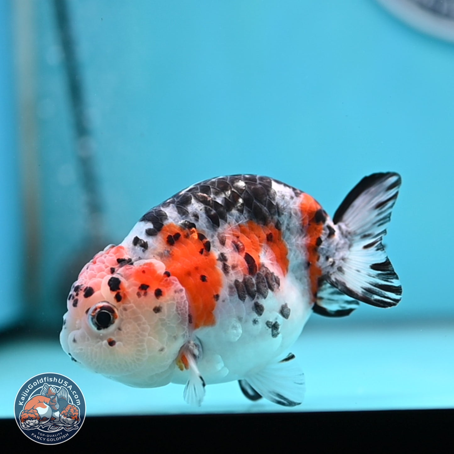 Calico Ranchu 3.75 inches Body - Female (250328_RC03)