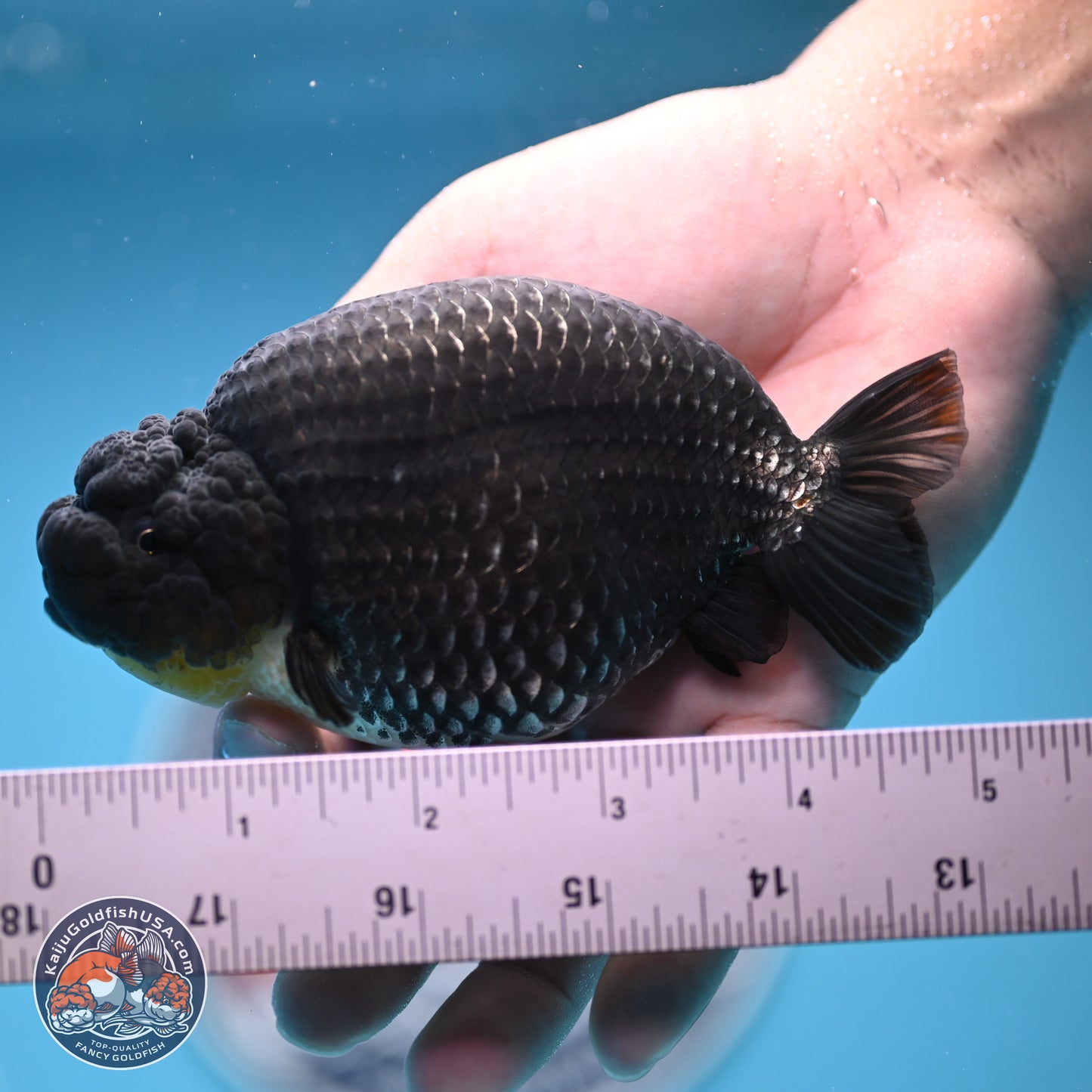 Platinum Ranchu 5 inches (241018_RC03) - Kaiju Goldfish USA