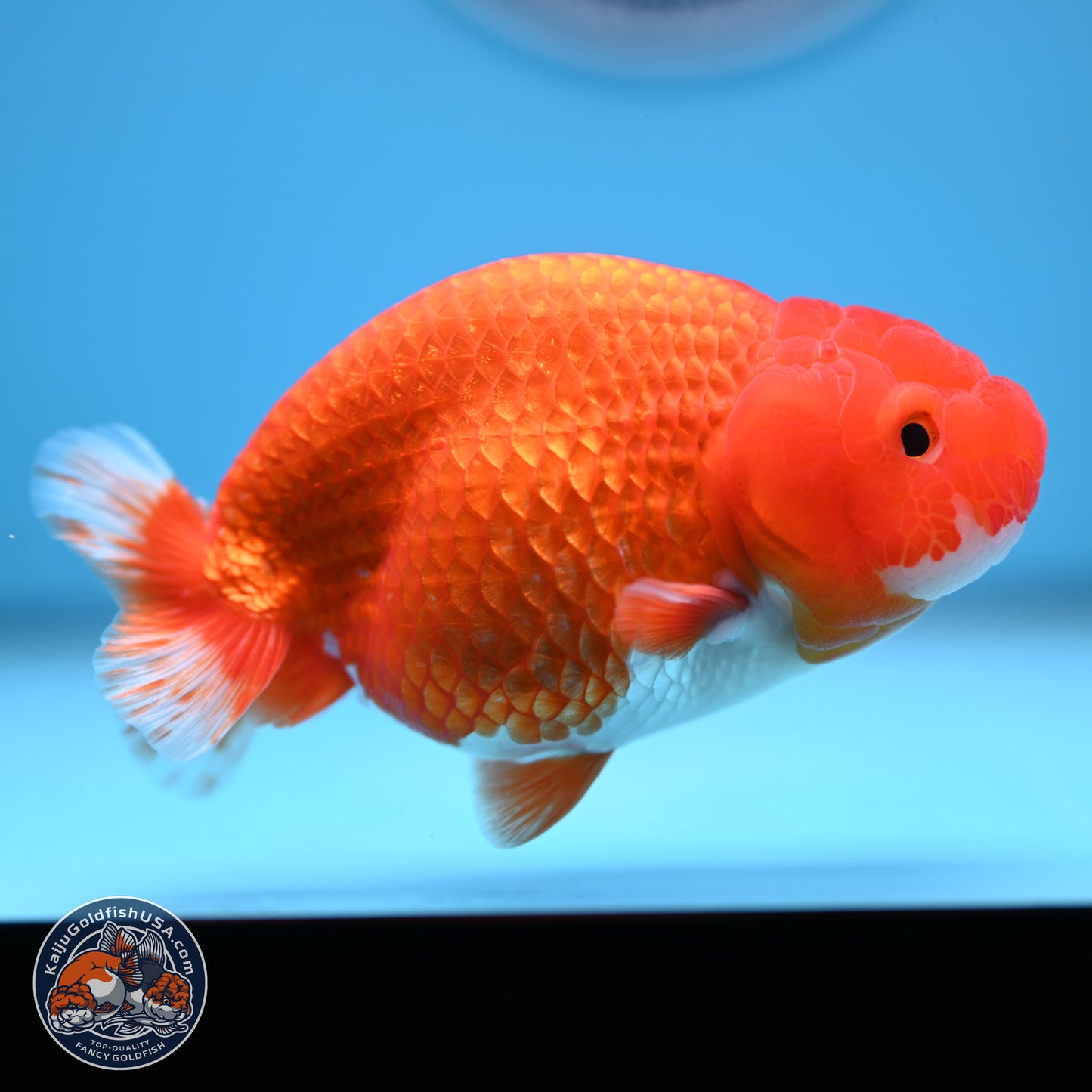 Red White Buffalo Ranchu 5 inches (241011_RC03) - Kaiju Goldfish USA