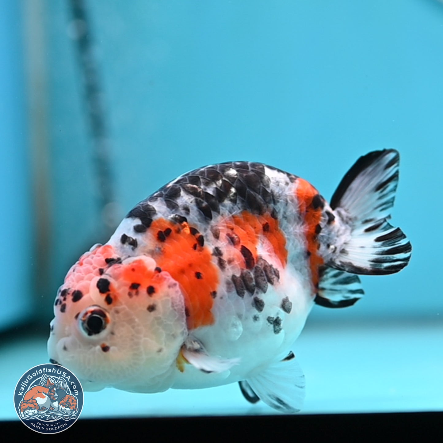 Calico Ranchu 3.75 inches Body - Female (250328_RC03)