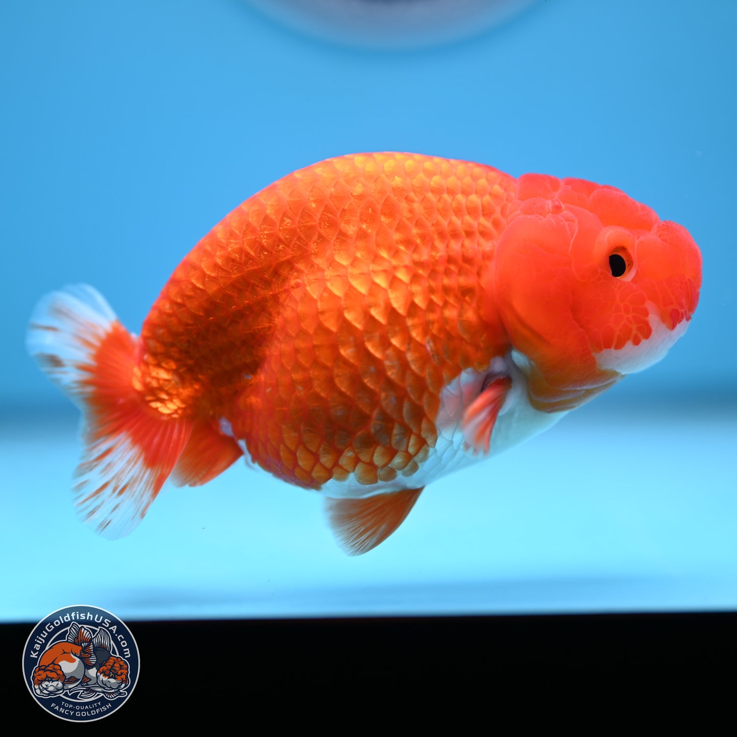Red White Buffalo Ranchu 5 inches (241011_RC03) - Kaiju Goldfish USA
