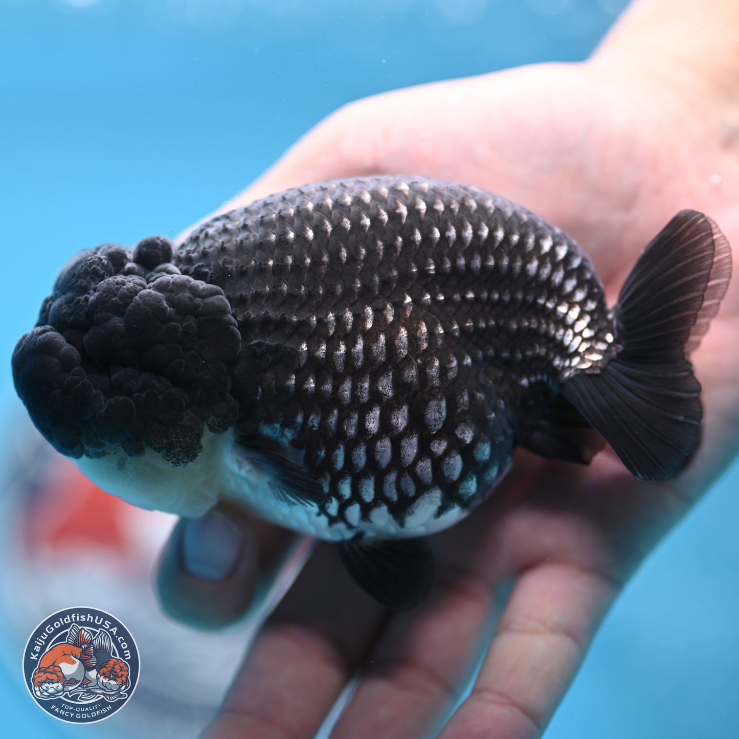Black Platinum Ranchu 4.5 inches Body - Female (250221_RC03)