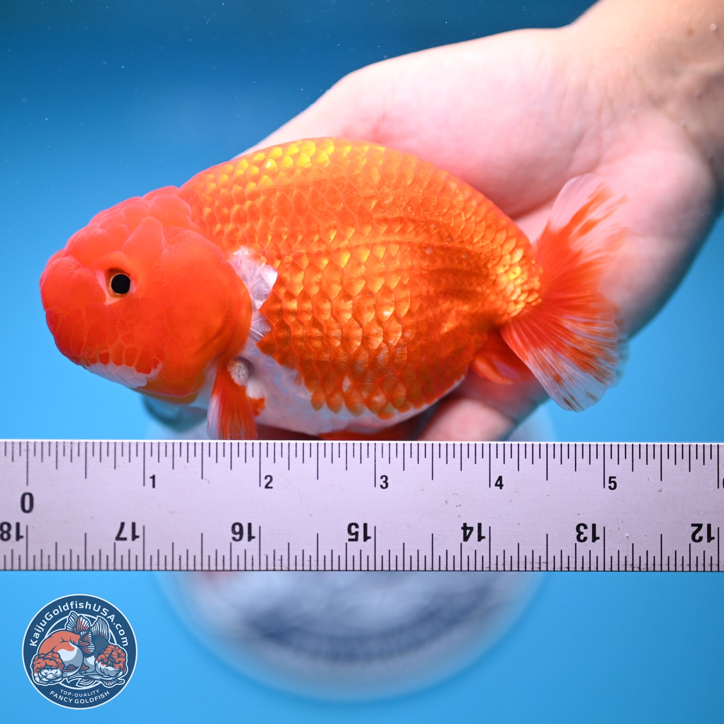 Red White Buffalo Ranchu 5 inches (241011_RC03) - Kaiju Goldfish USA