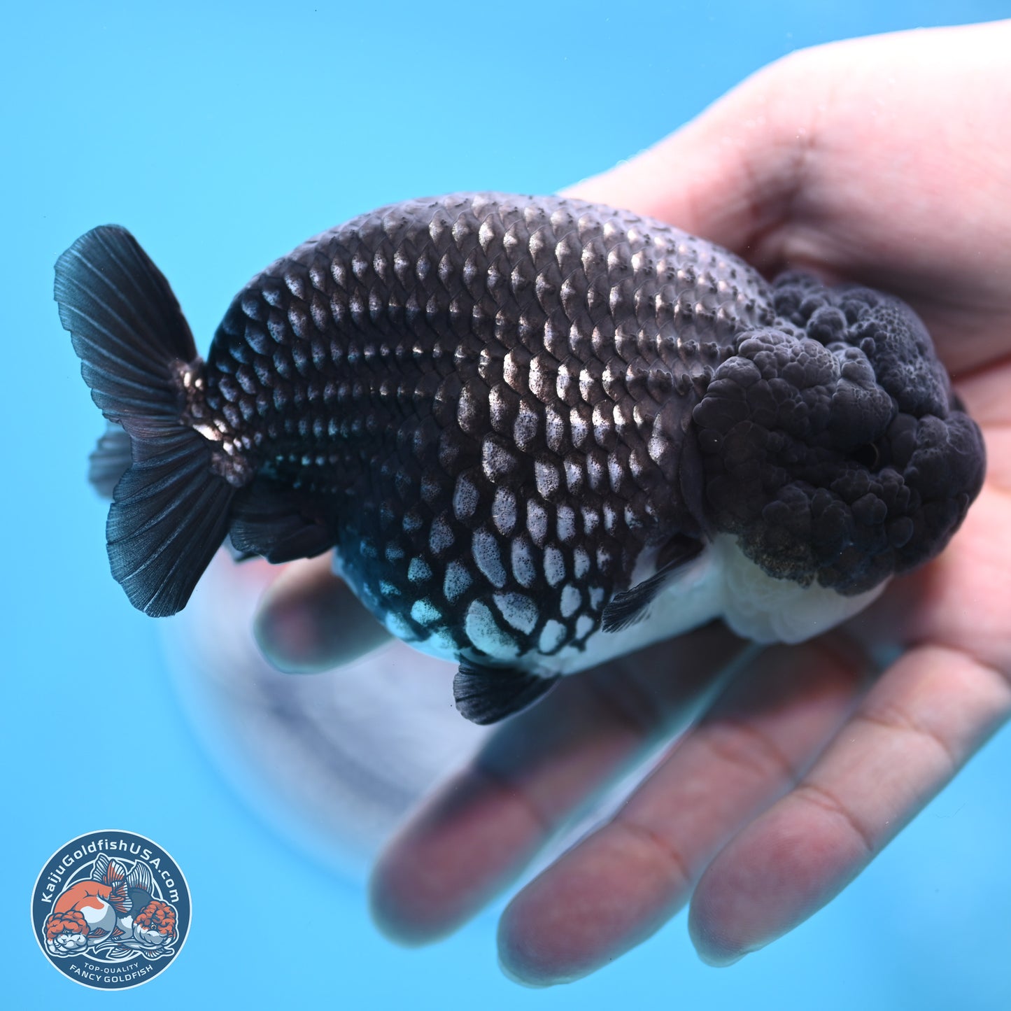 Black Platinum Ranchu 4.5 inches Body - Female (250221_RC03)