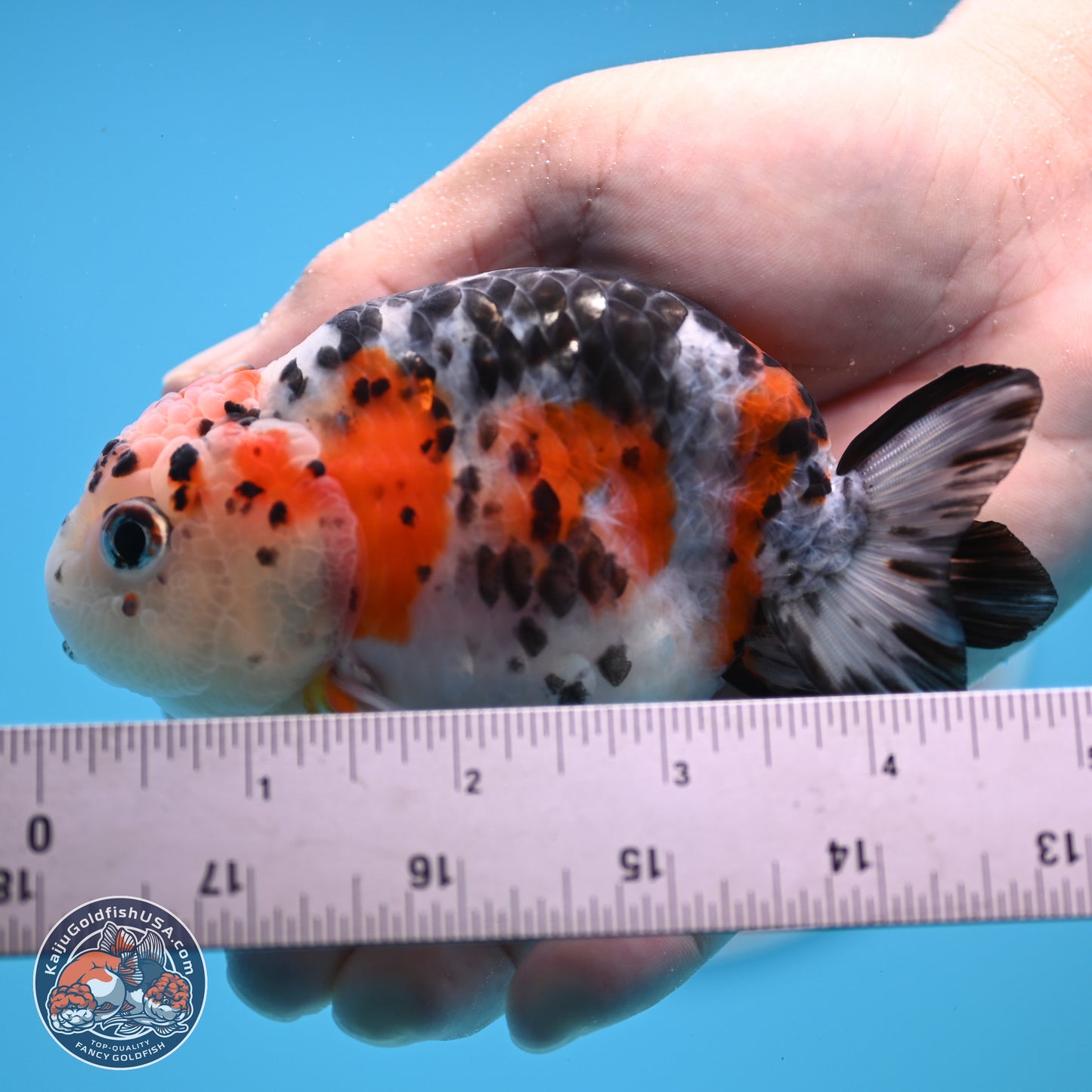 Calico Ranchu 3.75 inches Body - Female (250328_RC03)