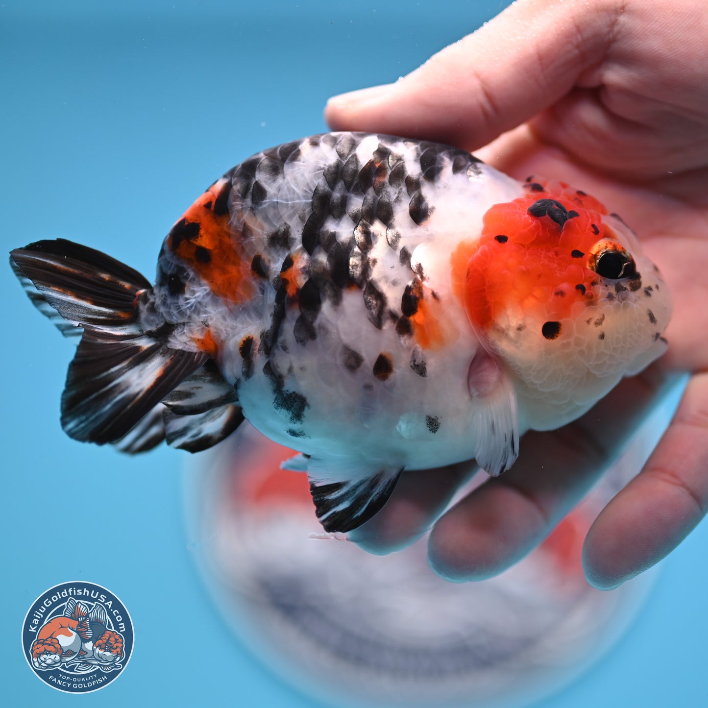 Calico Ranchu 3.75 inches Body - Female (250328_RC03)