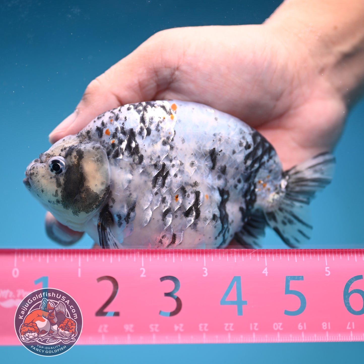 Blue Based High Back Ranchu 4.5 inch Body (250822_RC03)