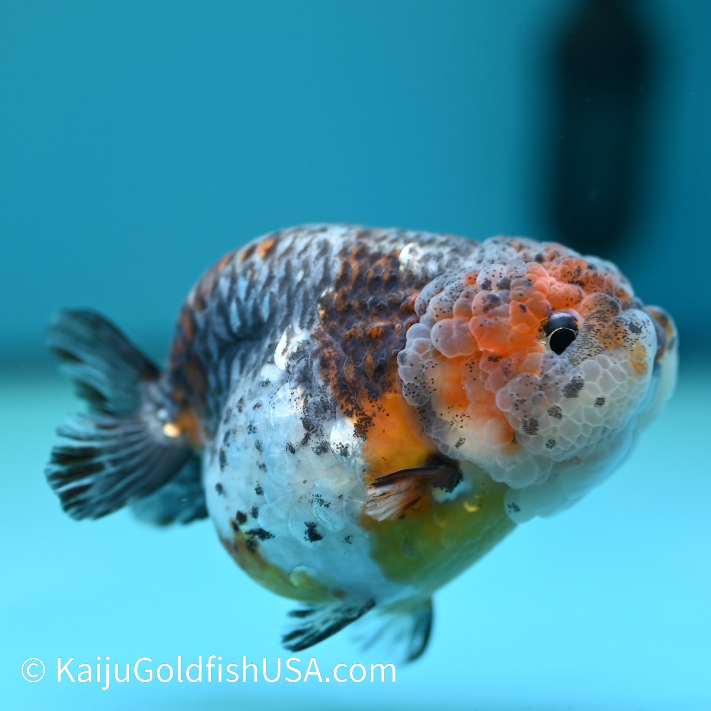 Blue Based Red Head Kirin Ranchu 4-4.5 inches (240329_RC03) - Kaiju Goldfish USA