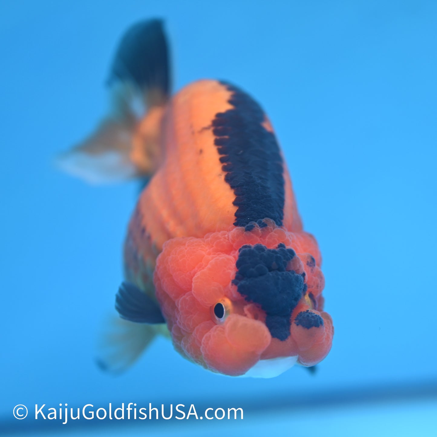 Apache Ranchu 5.5 inches(240426_RC03) - Kaiju Goldfish USA