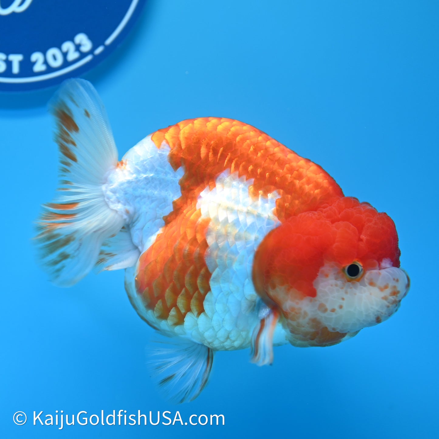 Red White Lionchu 4in body (240607_RC03) - Kaiju Goldfish USA