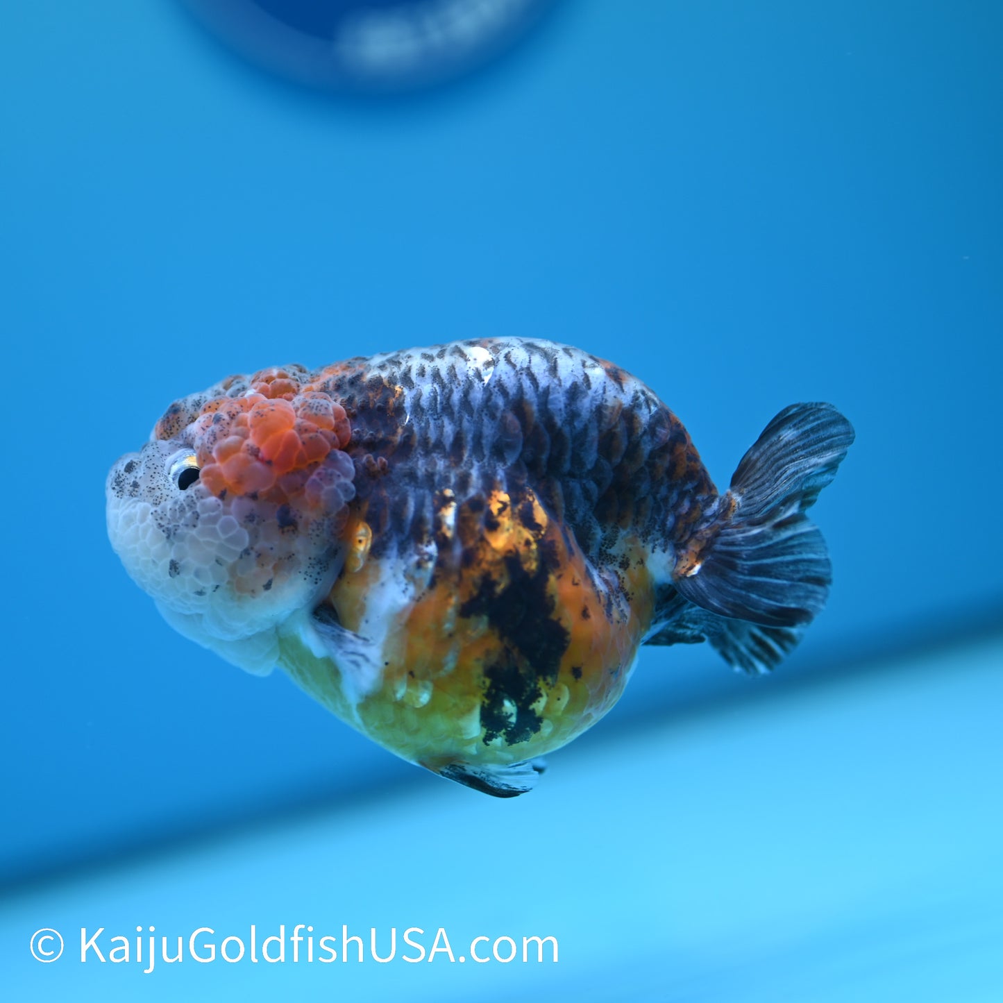Blue Based Red Head Kirin Ranchu 4-4.5 inches (240329_RC03) - Kaiju Goldfish USA