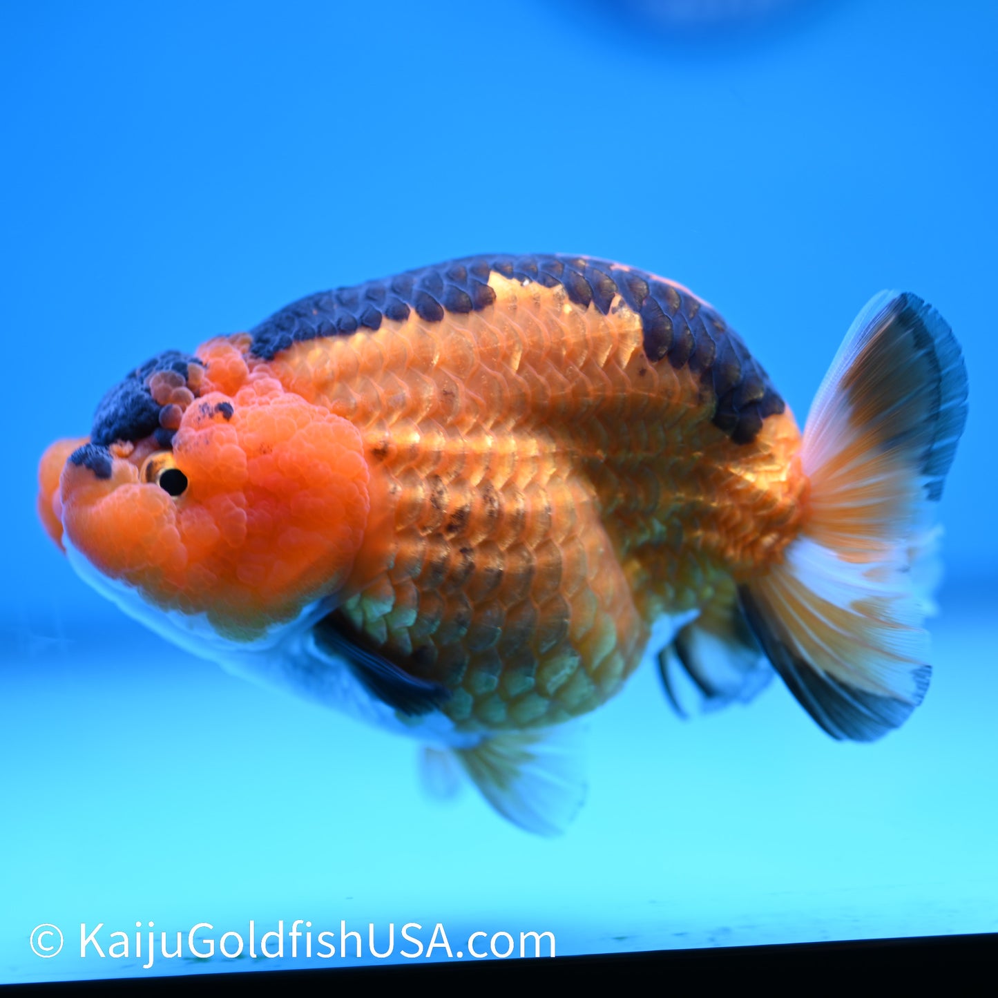 Apache Ranchu 5.5 inches(240426_RC03) - Kaiju Goldfish USA