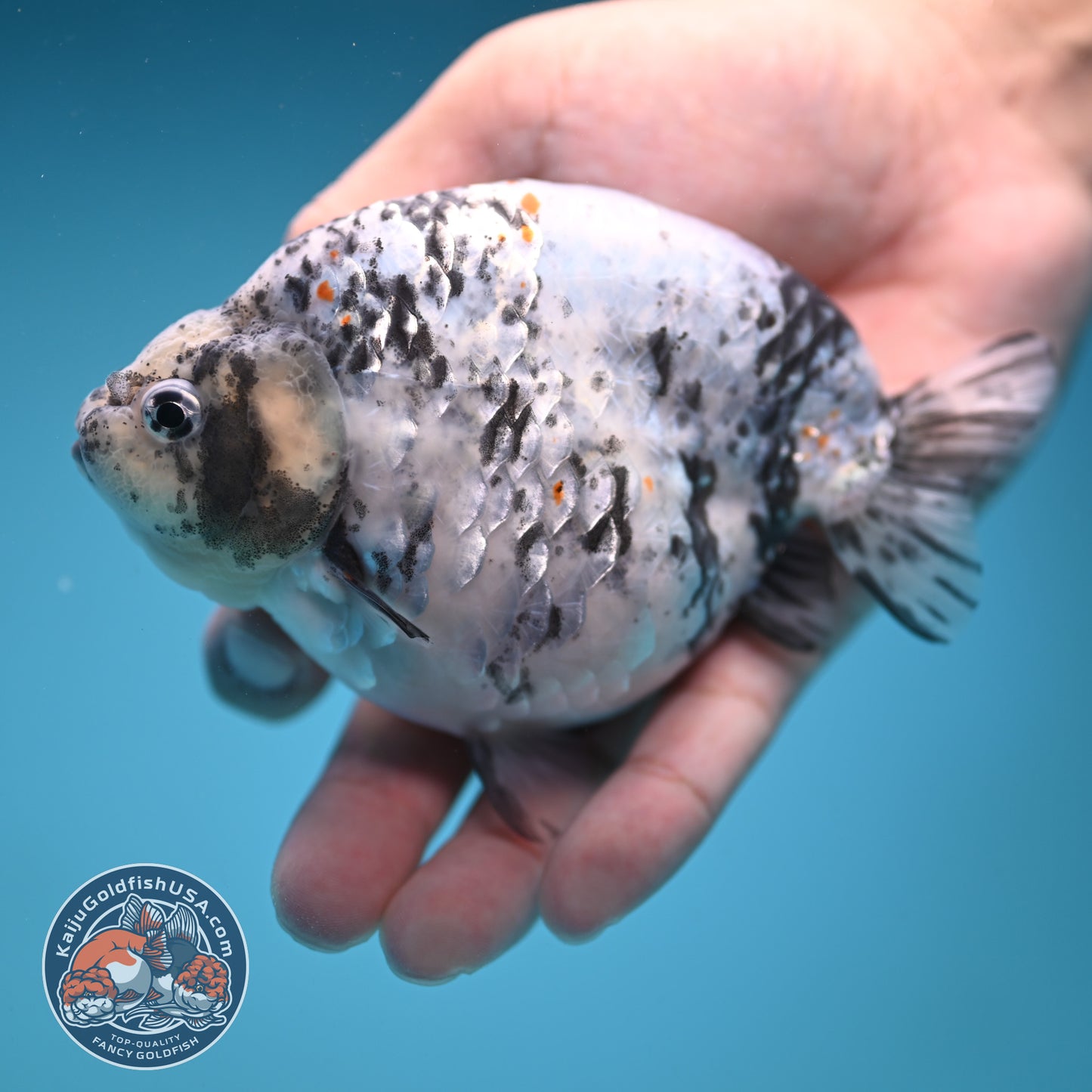Blue Based High Back Ranchu 4.5 inch Body (250822_RC03)