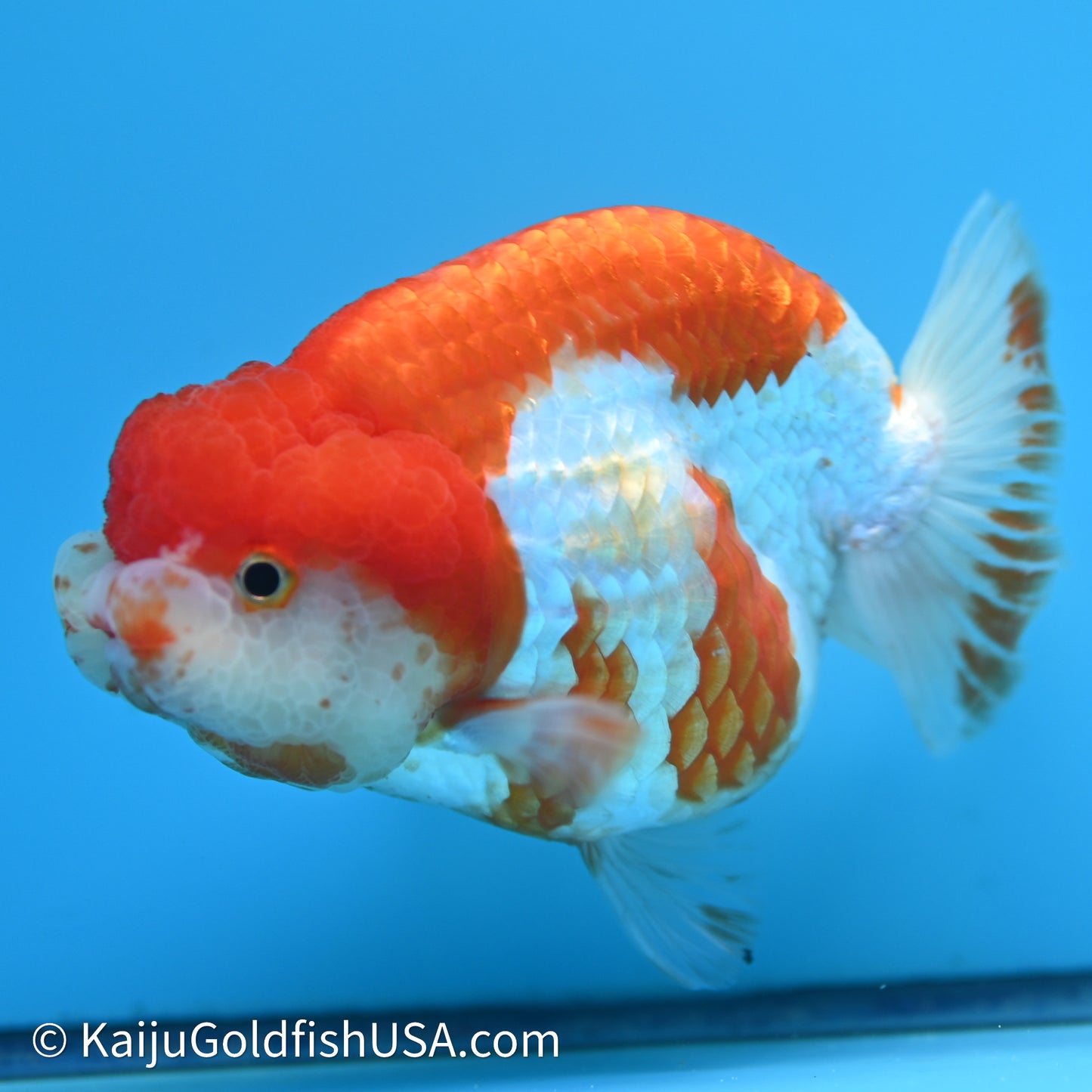 Red White Lionchu 4in body (240607_RC03) - Kaiju Goldfish USA