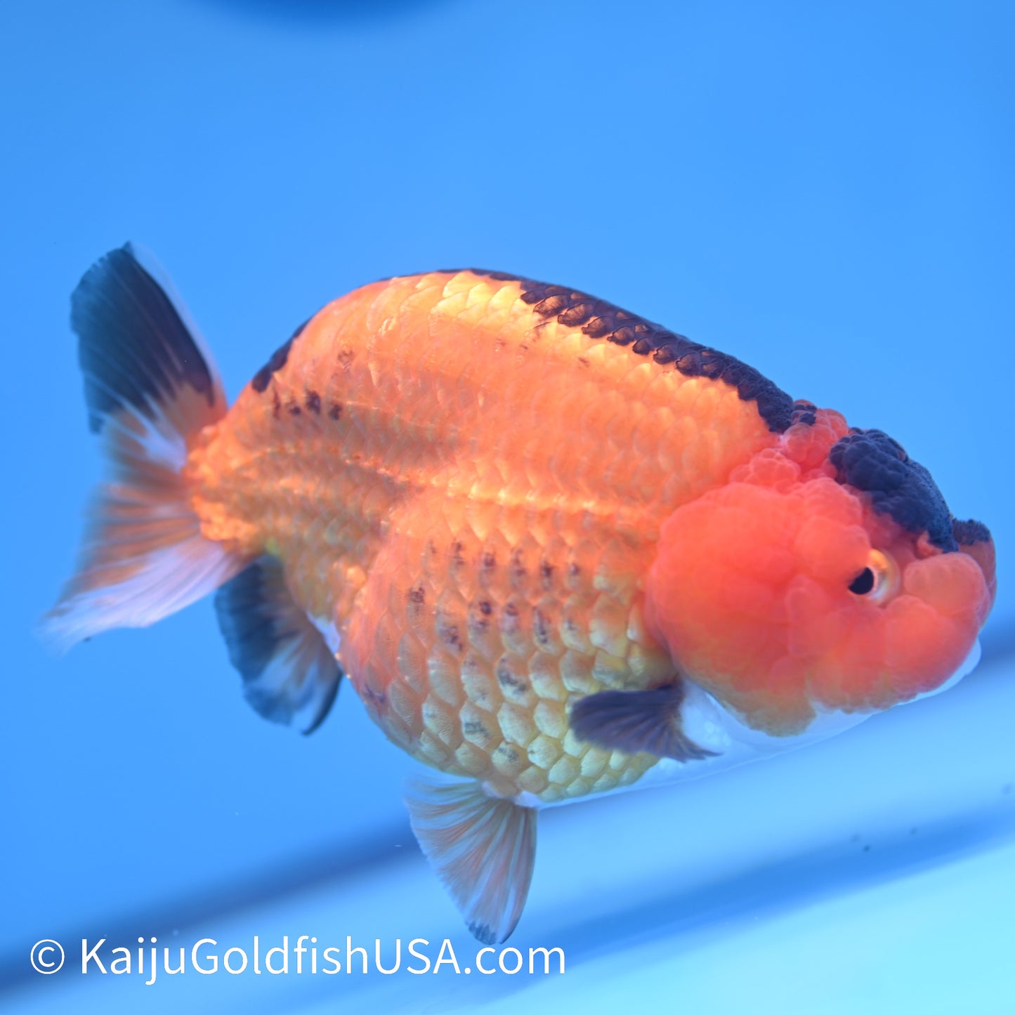 Apache Ranchu 5.5 inches(240426_RC03) - Kaiju Goldfish USA