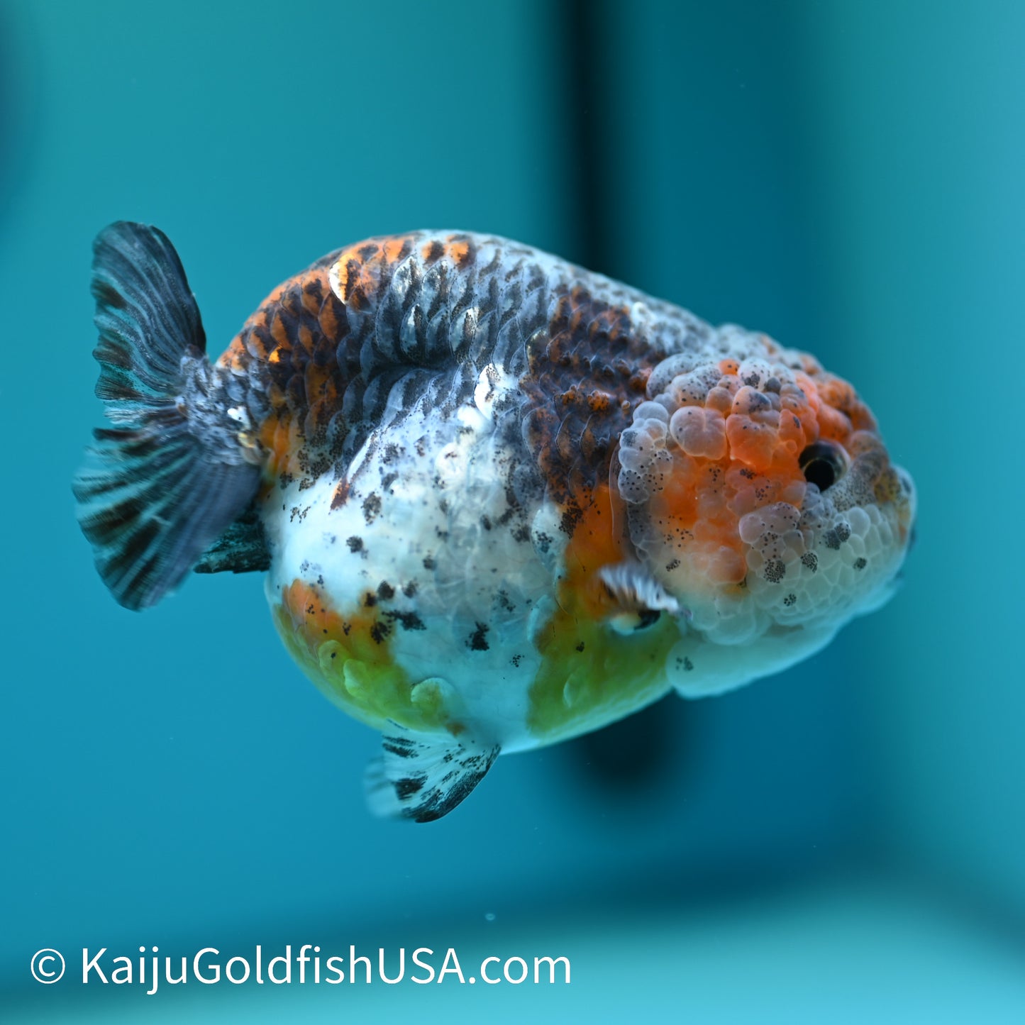 Blue Based Red Head Kirin Ranchu 4-4.5 inches (240329_RC03) - Kaiju Goldfish USA