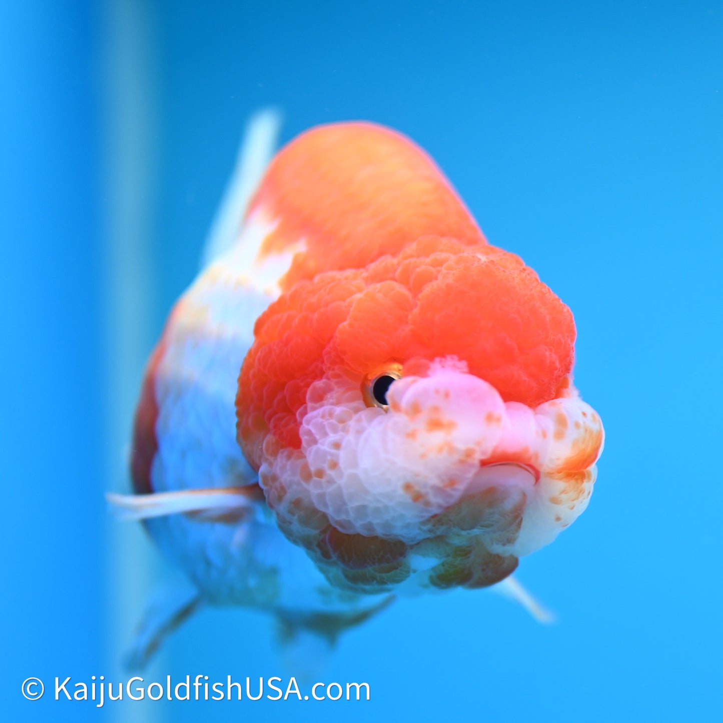 Red White Lionchu 4in body (240607_RC03) - Kaiju Goldfish USA