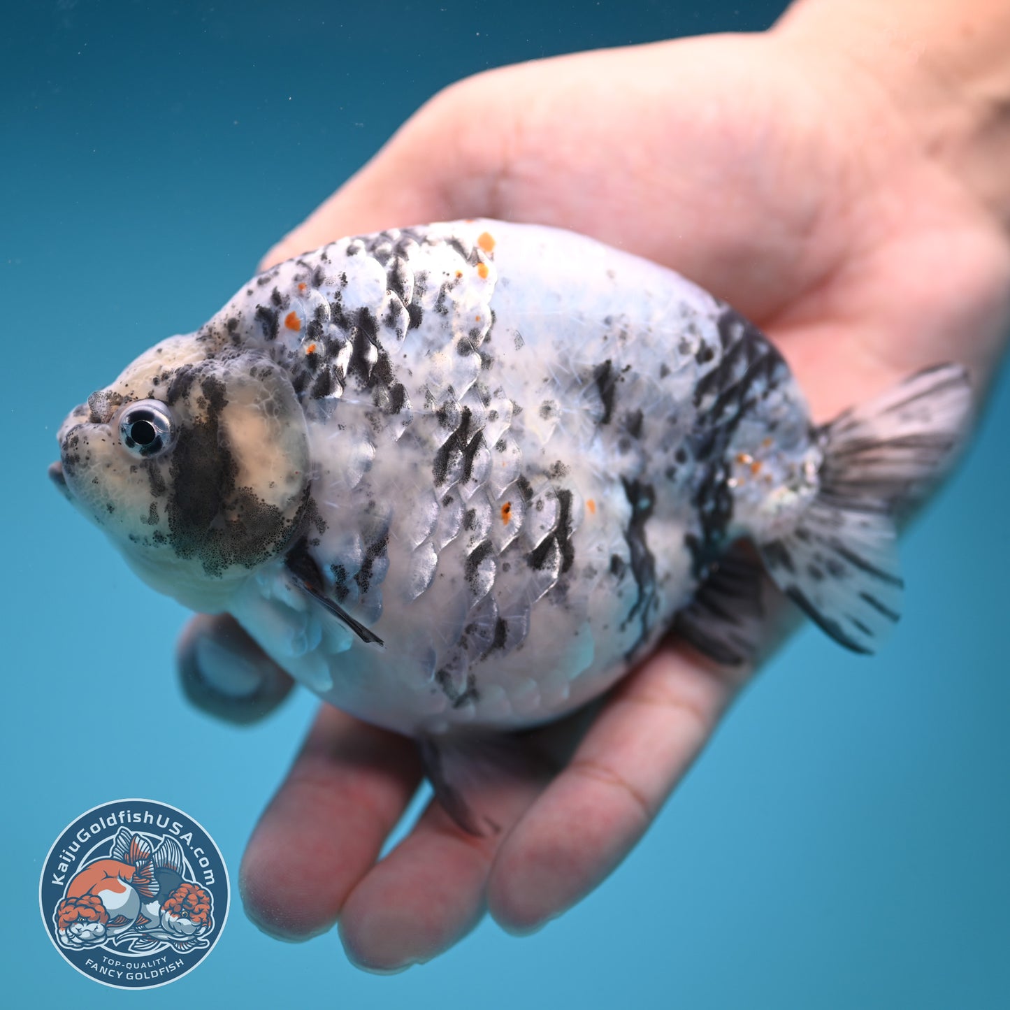 Blue Based High Back Ranchu 4.5 inch Body (250822_RC03)