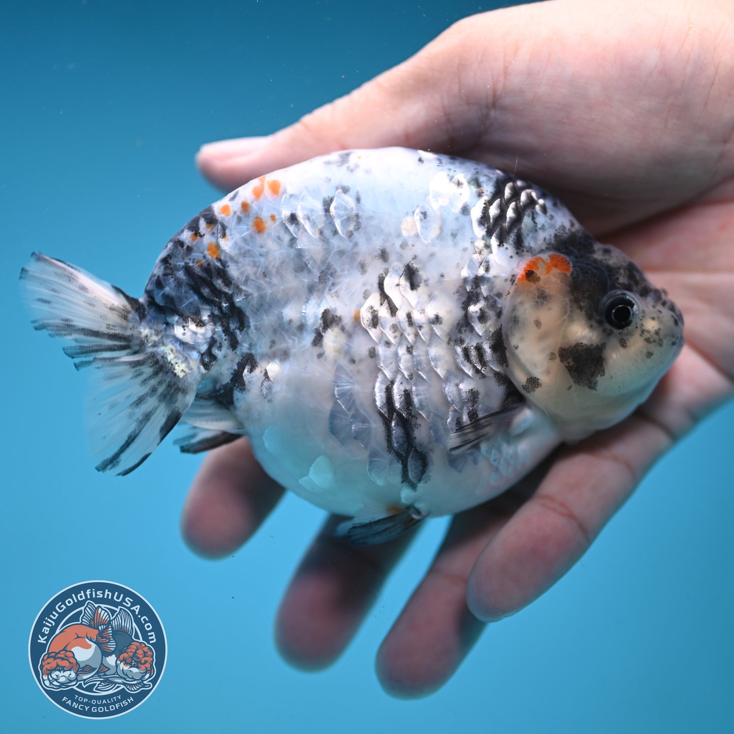 Blue Based High Back Ranchu 4.5 inch Body (250822_RC03)