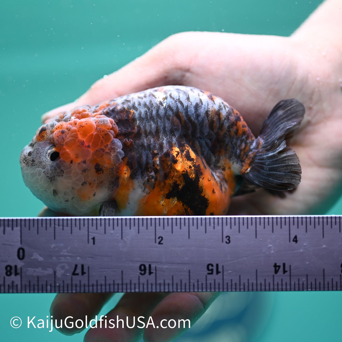 Blue Based Red Head Kirin Ranchu 4-4.5 inches (240329_RC03) - Kaiju Goldfish USA