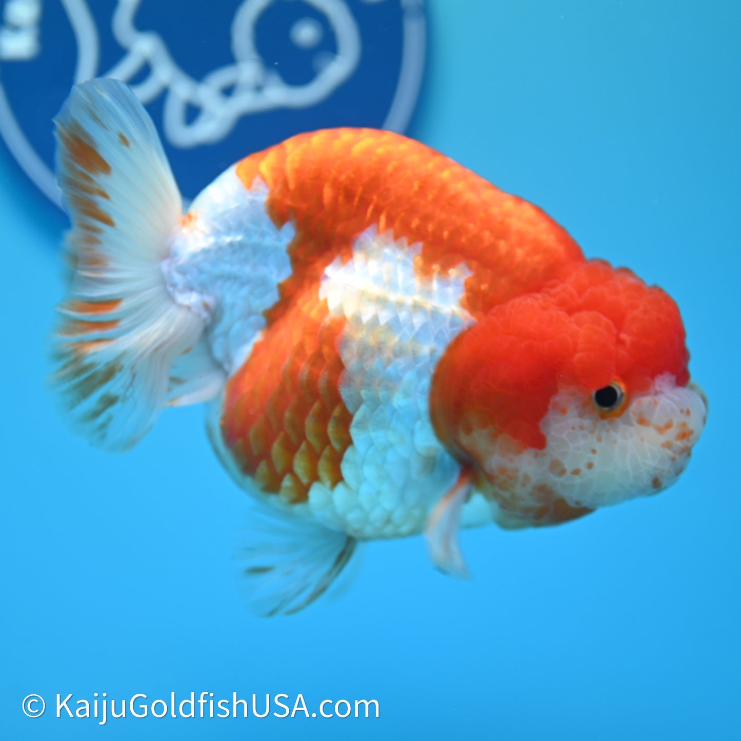 Red White Lionchu 4in body (240607_RC03) - Kaiju Goldfish USA