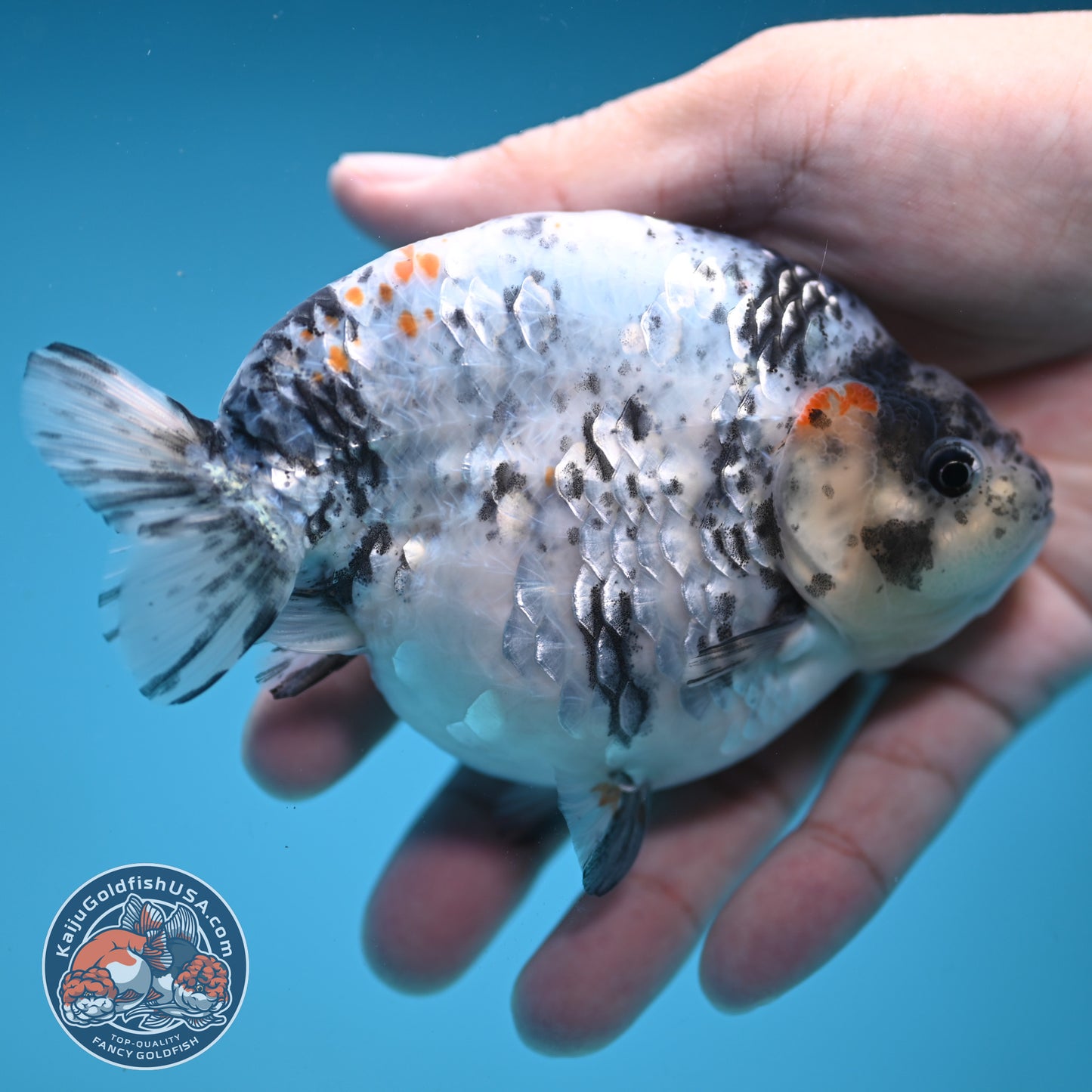 Blue Based High Back Ranchu 4.5 inch Body (250822_RC03)