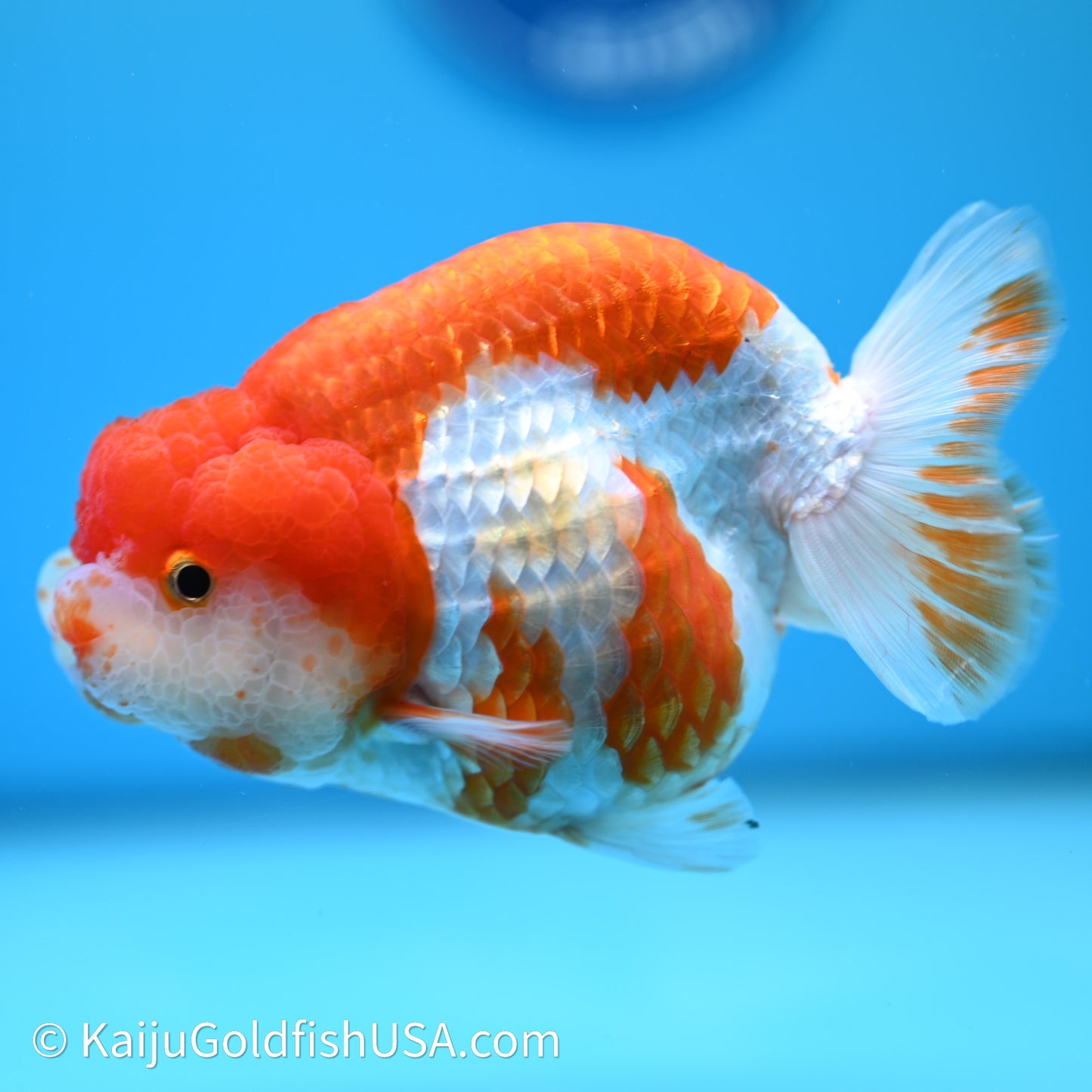 Red White Lionchu 4in body (240607_RC03) - Kaiju Goldfish USA