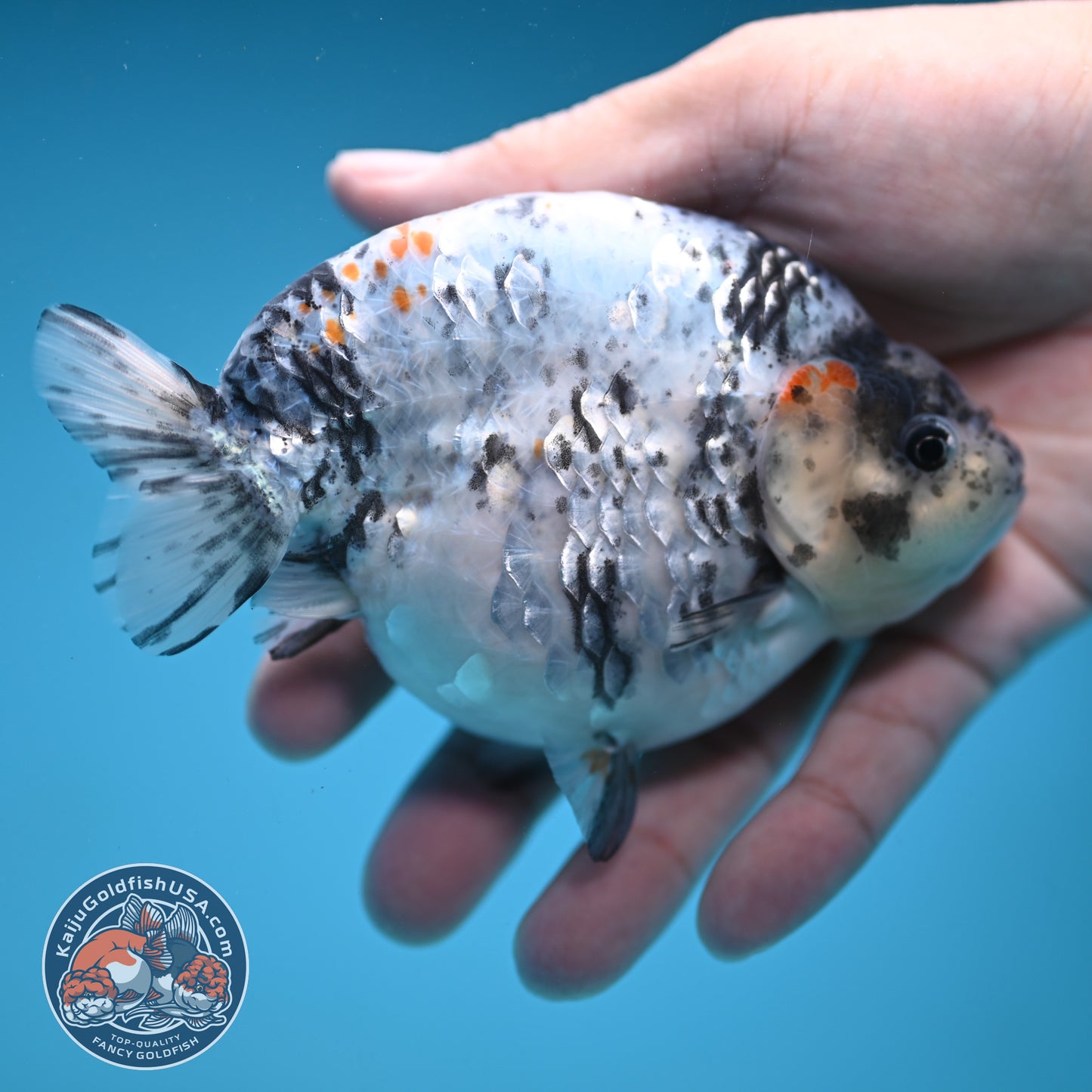 Blue Based High Back Ranchu 4.5 inch Body (250822_RC03)
