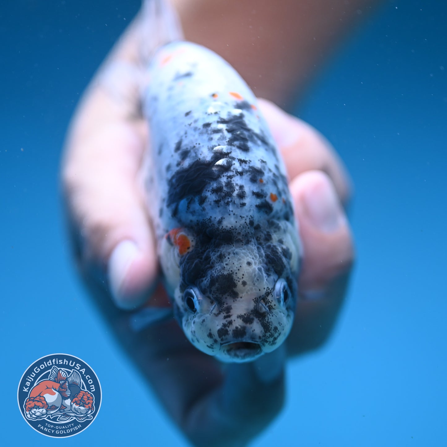Blue Based High Back Ranchu 4.5 inch Body (250822_RC03)
