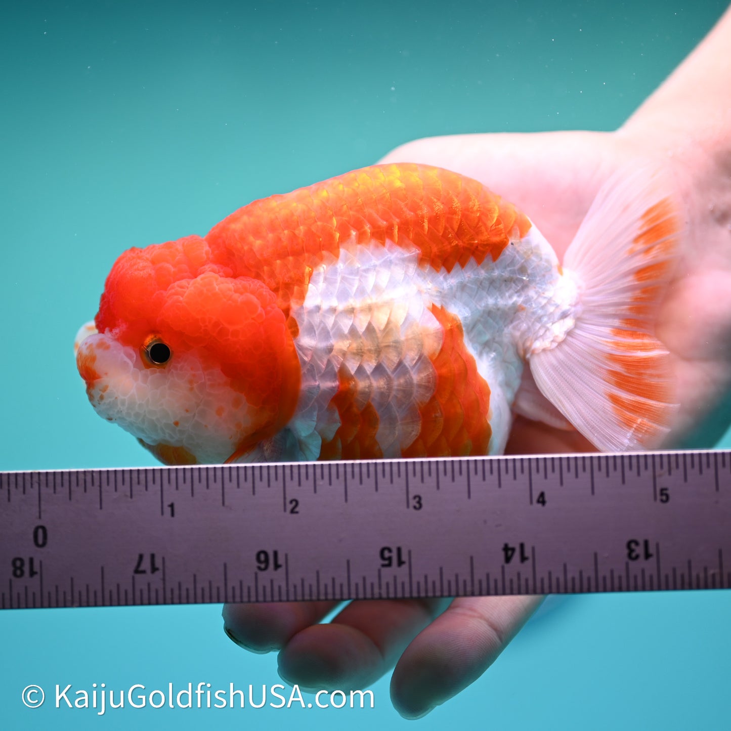 Red White Lionchu 4in body (240607_RC03) - Kaiju Goldfish USA