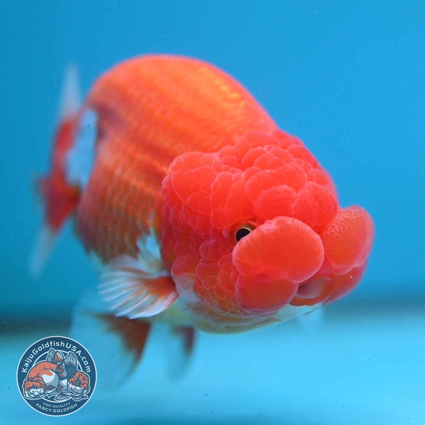 Red White Buffalo Ranchu 4 inch Body (251003_RC03)