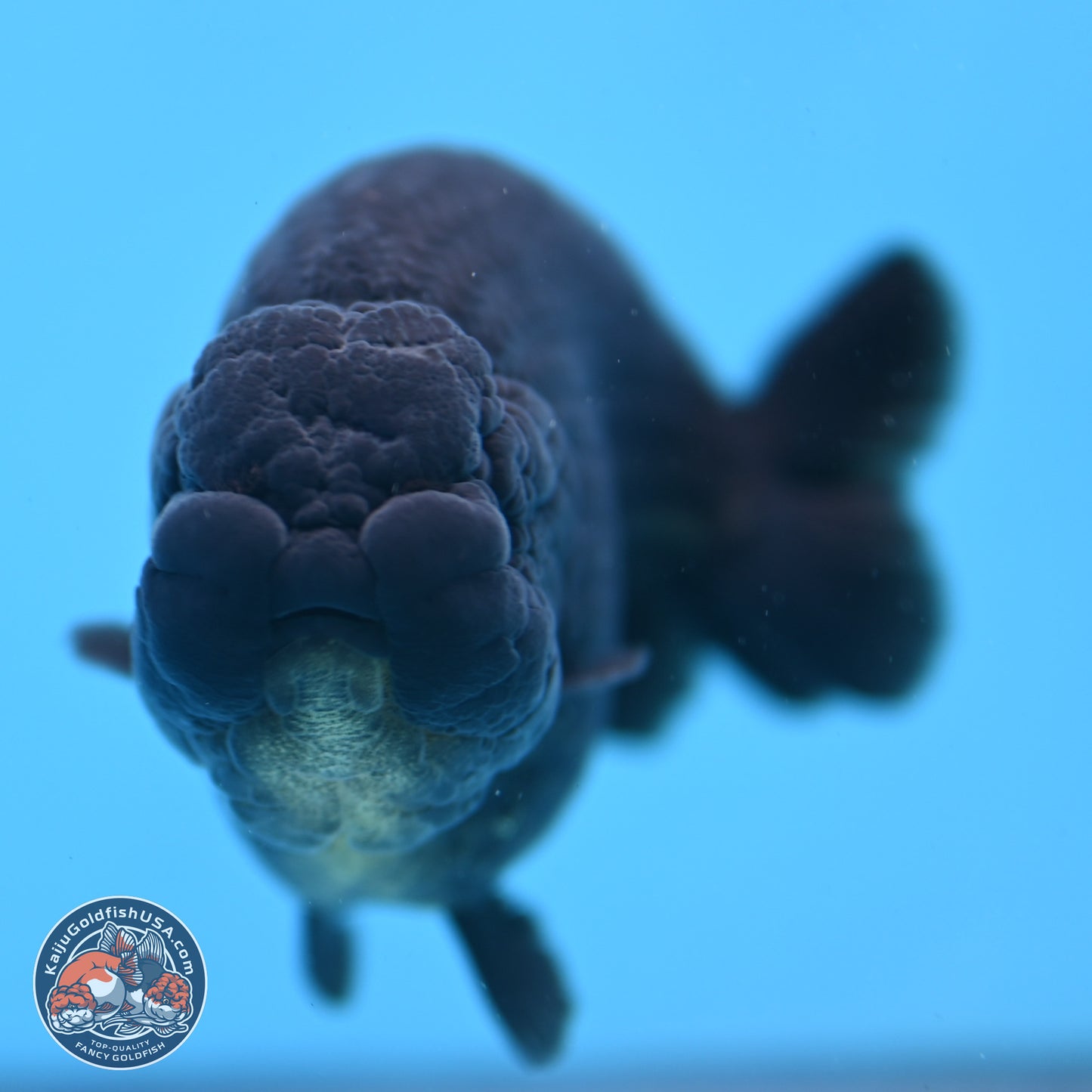 Jet Black Ranchu 4.25 inches Body - Male (250307_RC03)