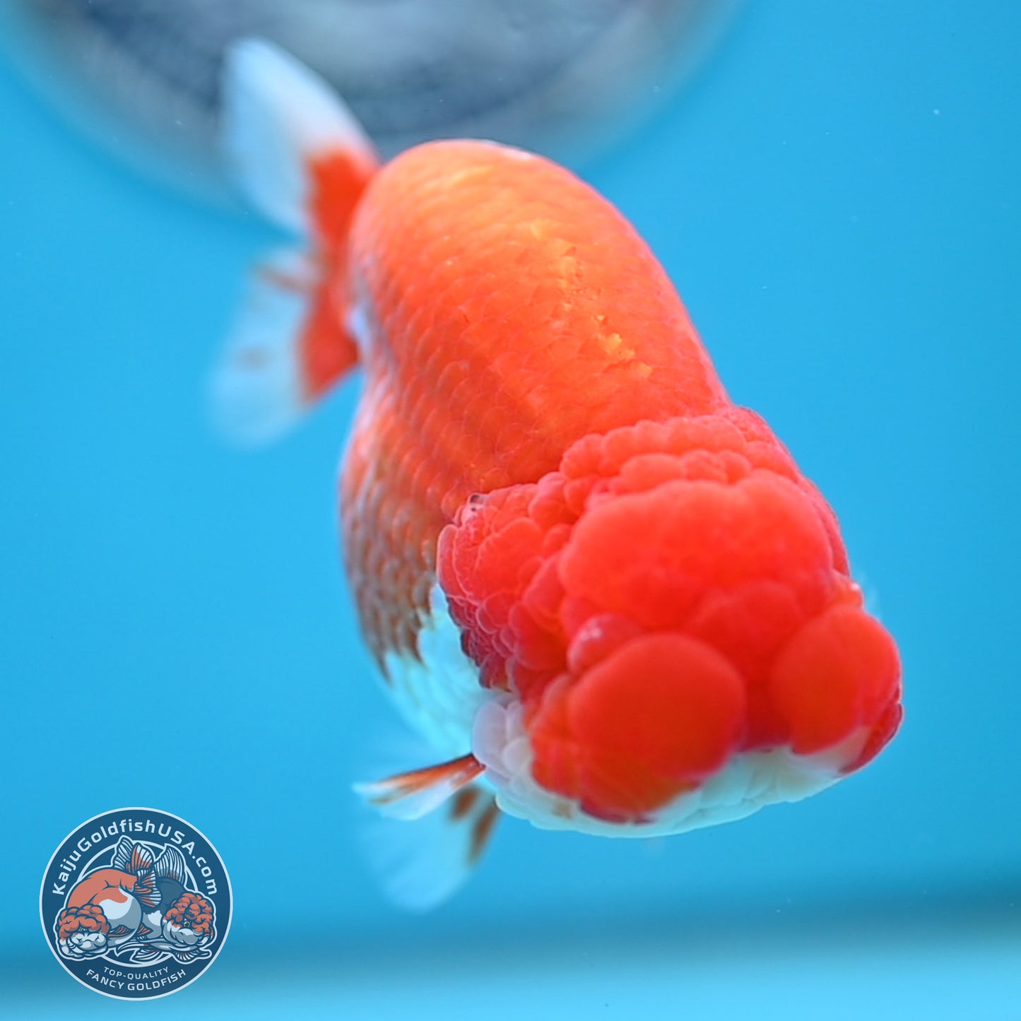 READ DESCRIPTION - Red White Buffalo Ranchu 4 inches Body (250516_RC03)