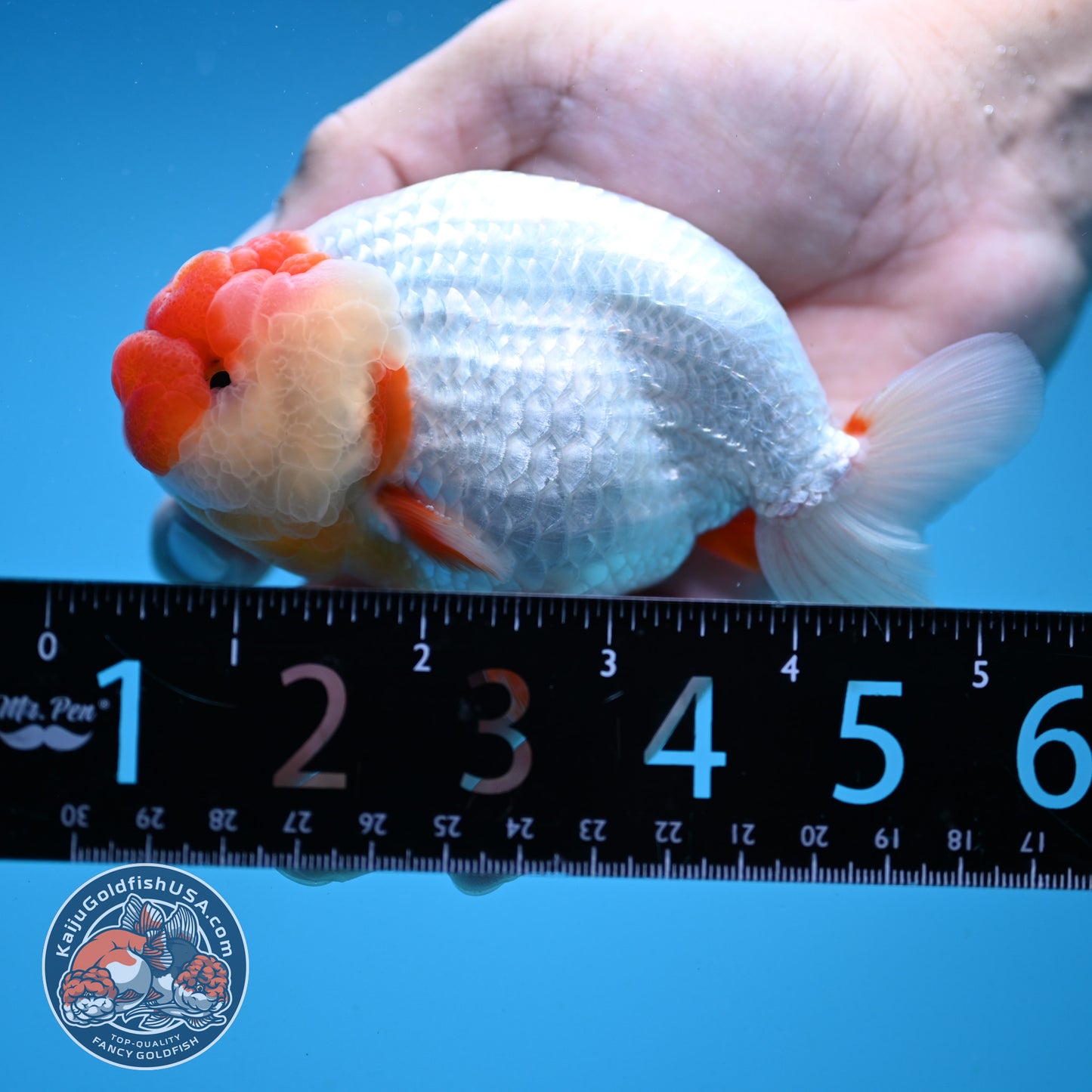 Red Face Buffalo Ranchu 4.5 inch Body (250919_RC03)