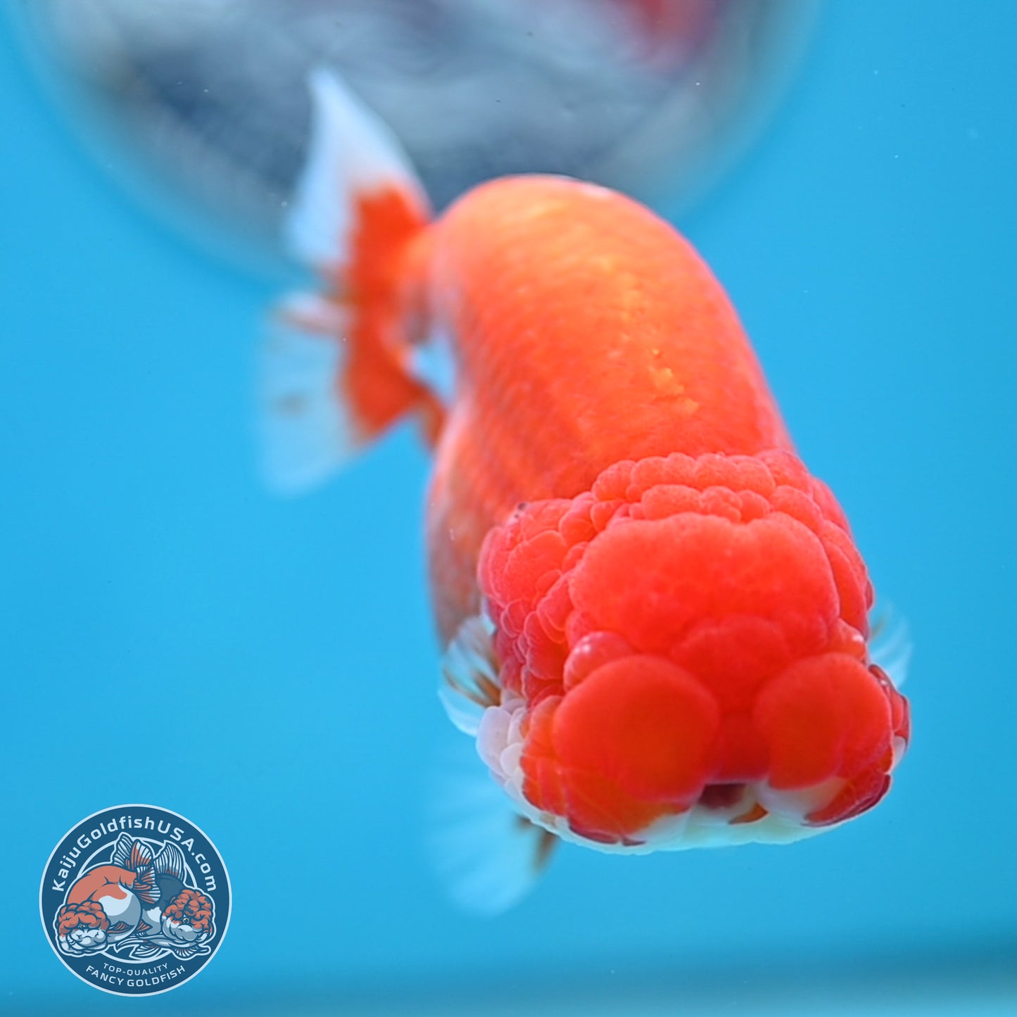 READ DESCRIPTION - Red White Buffalo Ranchu 4 inches Body (250516_RC03)