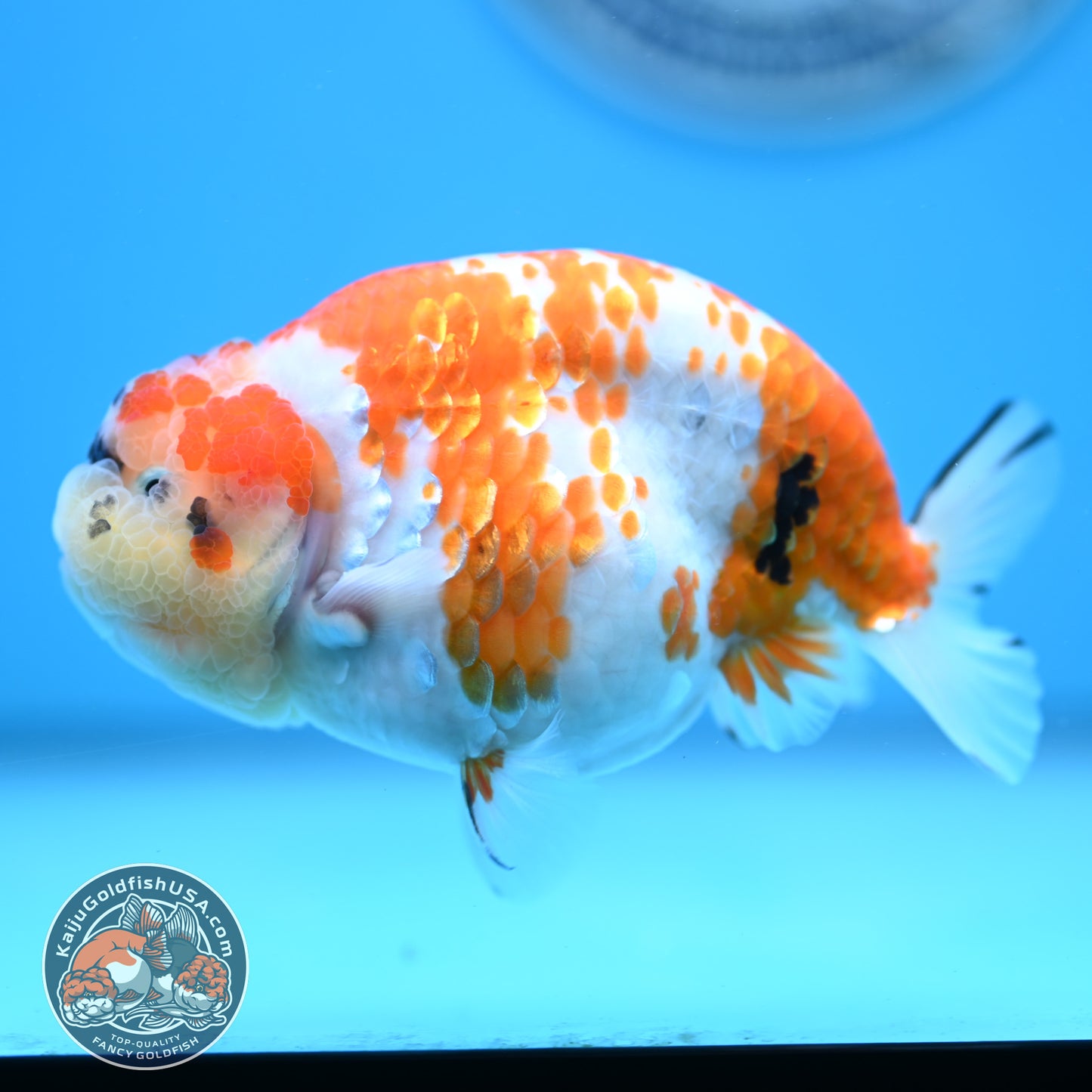 Tricolor Sakura Ranchu 4.25 inches Body (250502_RC03)