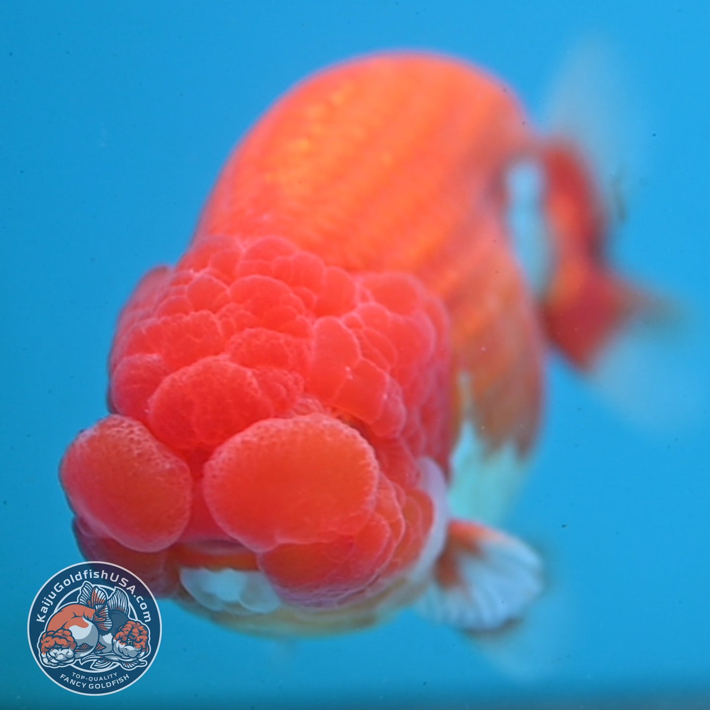 Red White Buffalo Ranchu 4 inch Body (251003_RC03)