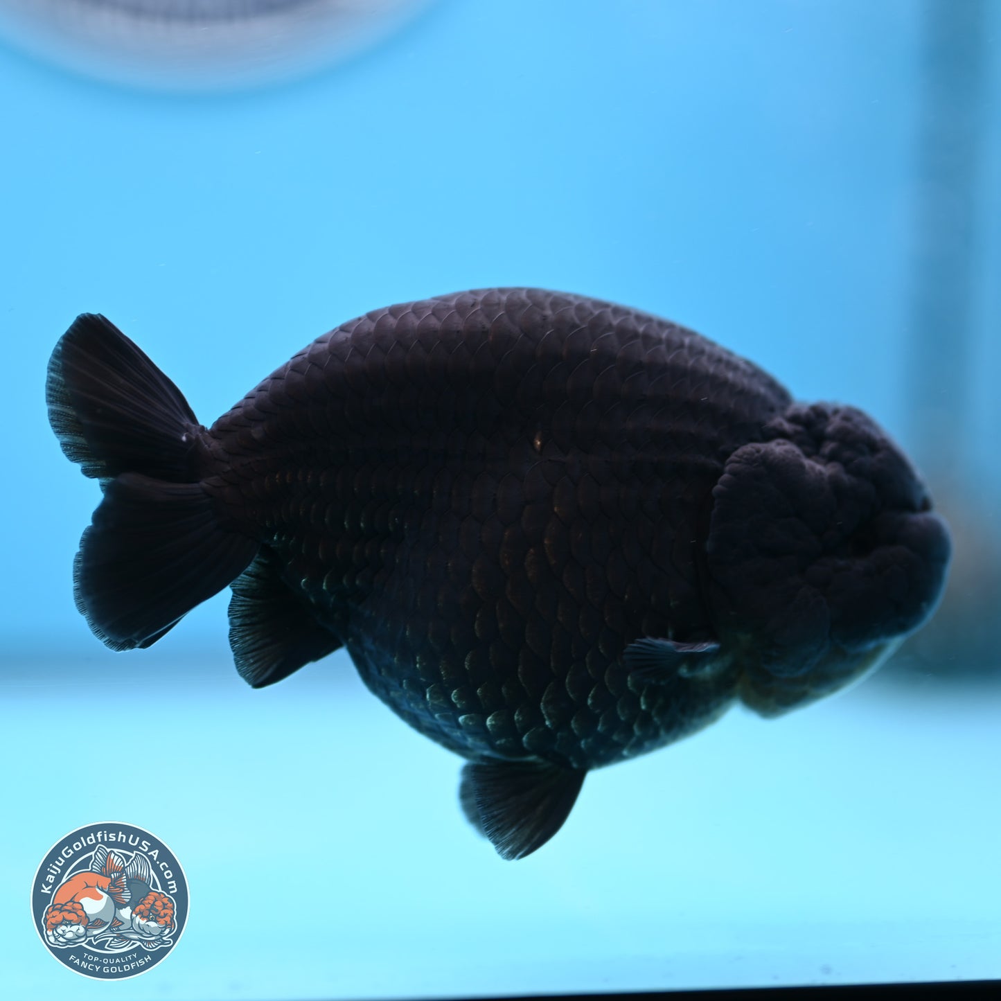 Jet Black Ranchu 4.25 inches Body - Male (250307_RC03)