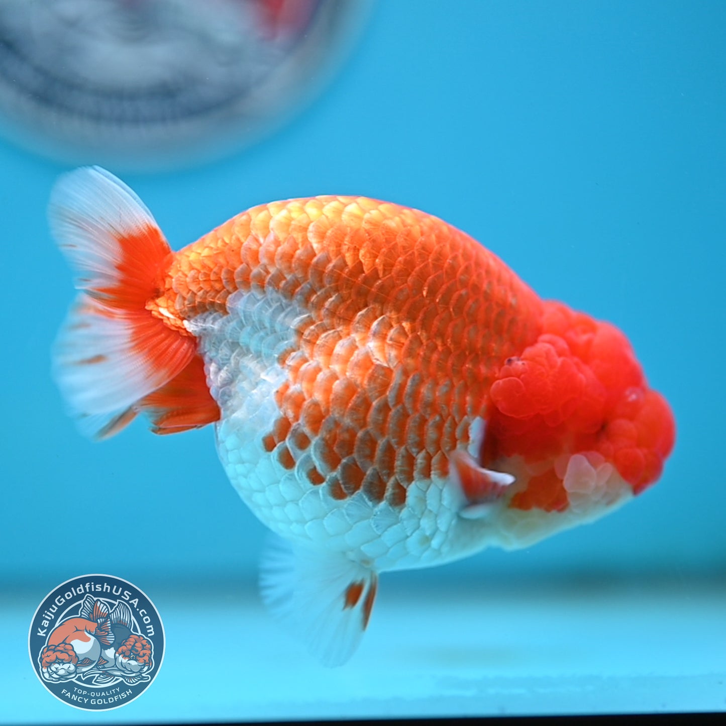 READ DESCRIPTION - Red White Buffalo Ranchu 4 inches Body (250516_RC03)