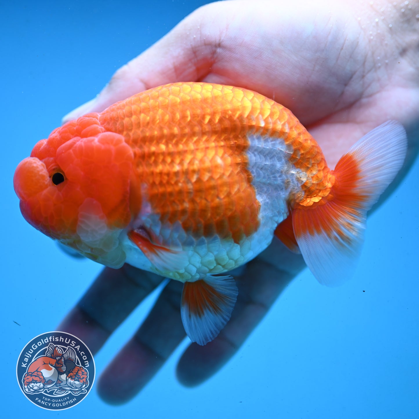 Red White Buffalo Ranchu 4 inch Body (251003_RC03)