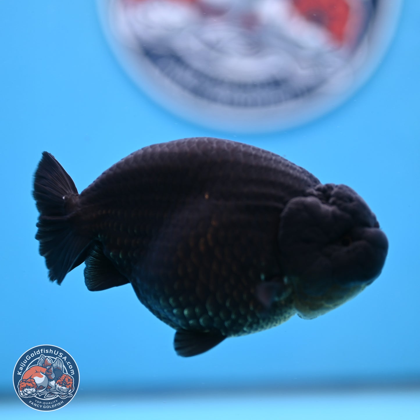 Jet Black Ranchu 4.25 inches Body - Male (250307_RC03)