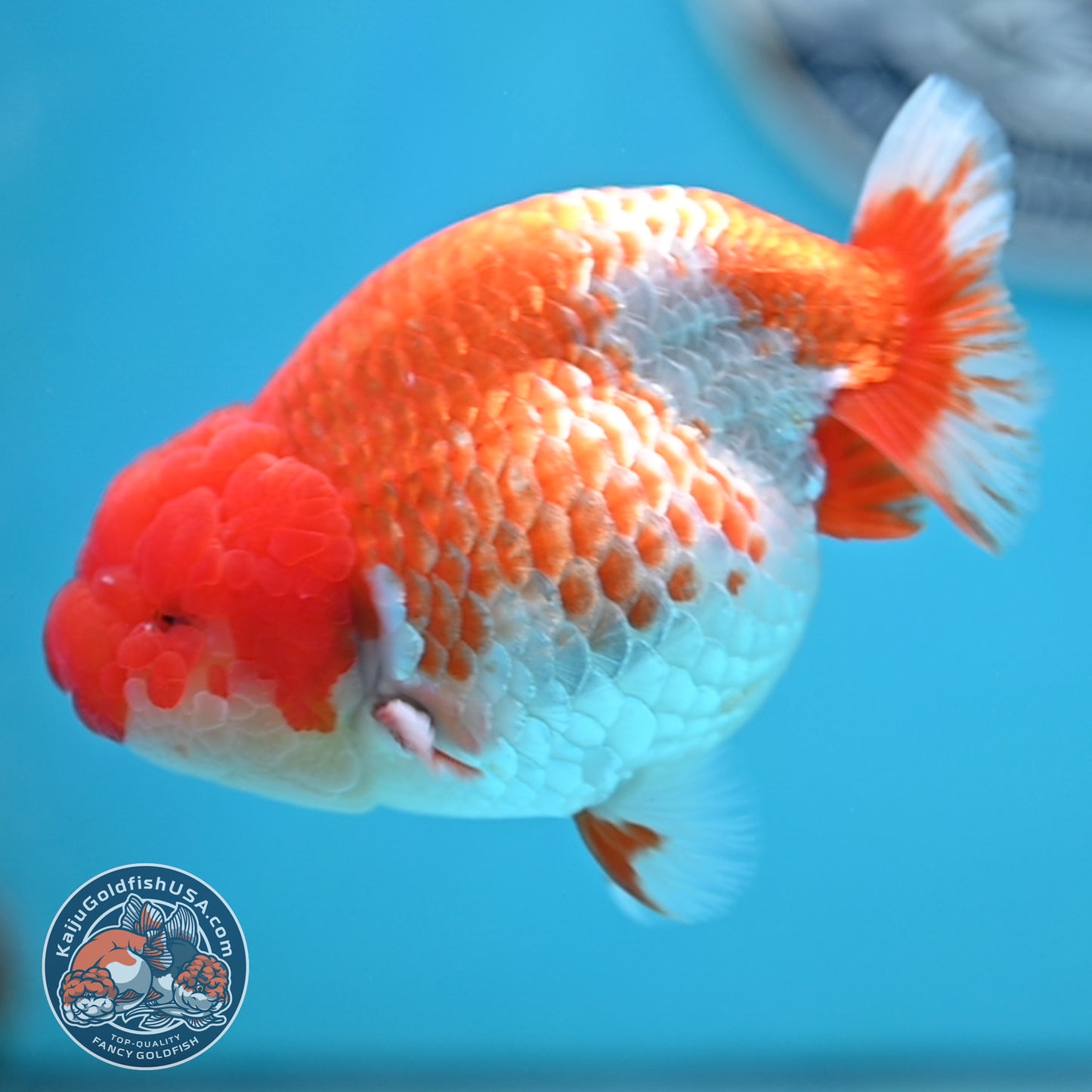 READ DESCRIPTION - Red White Buffalo Ranchu 4 inches Body (250516_RC03)